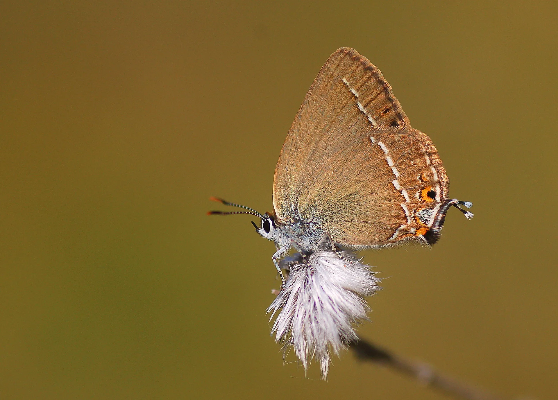 Satyrium abdominalis (Sevbeni) butterfly photo