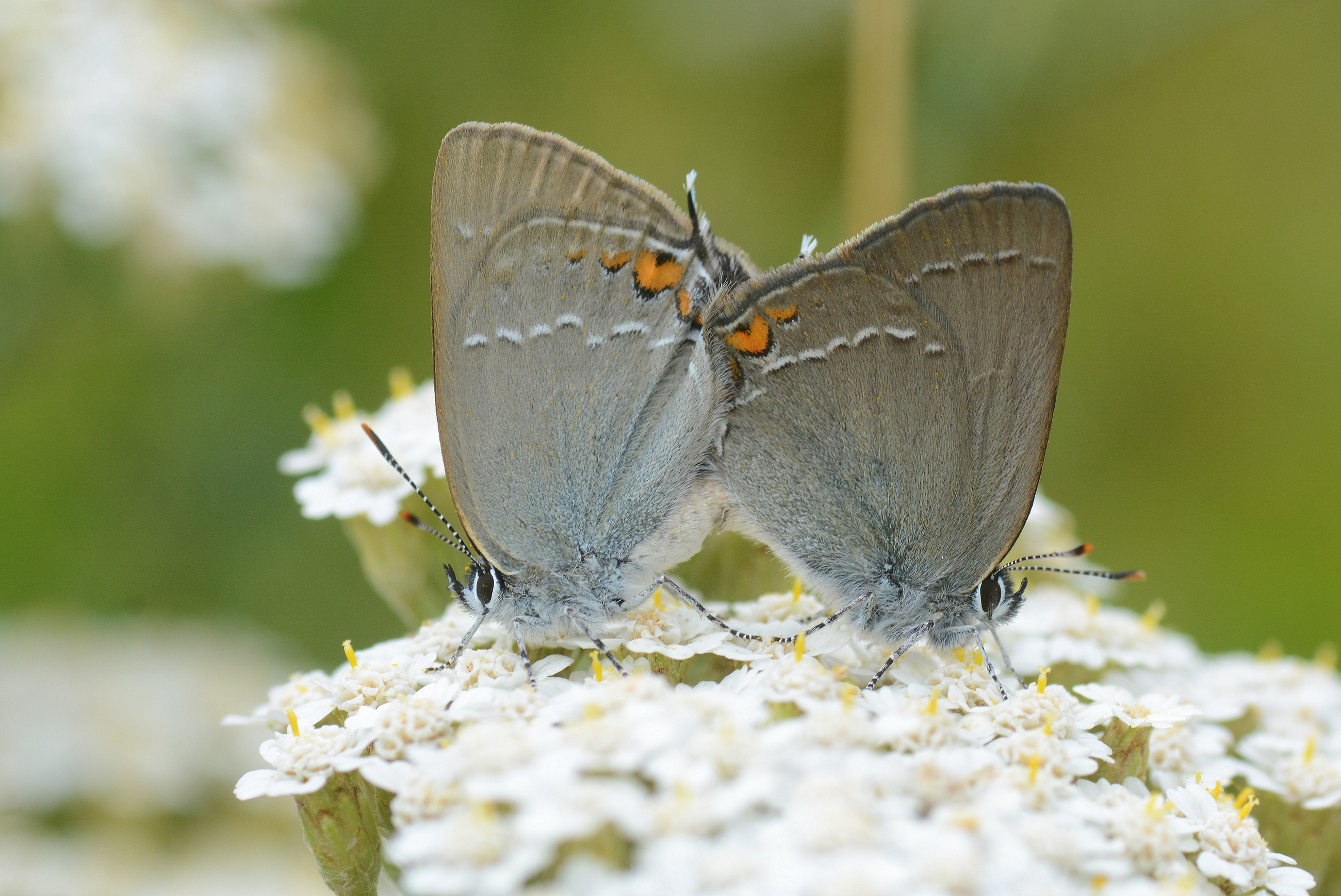 Satyrium acaciae (Minik Sevbeni) butterfly photo