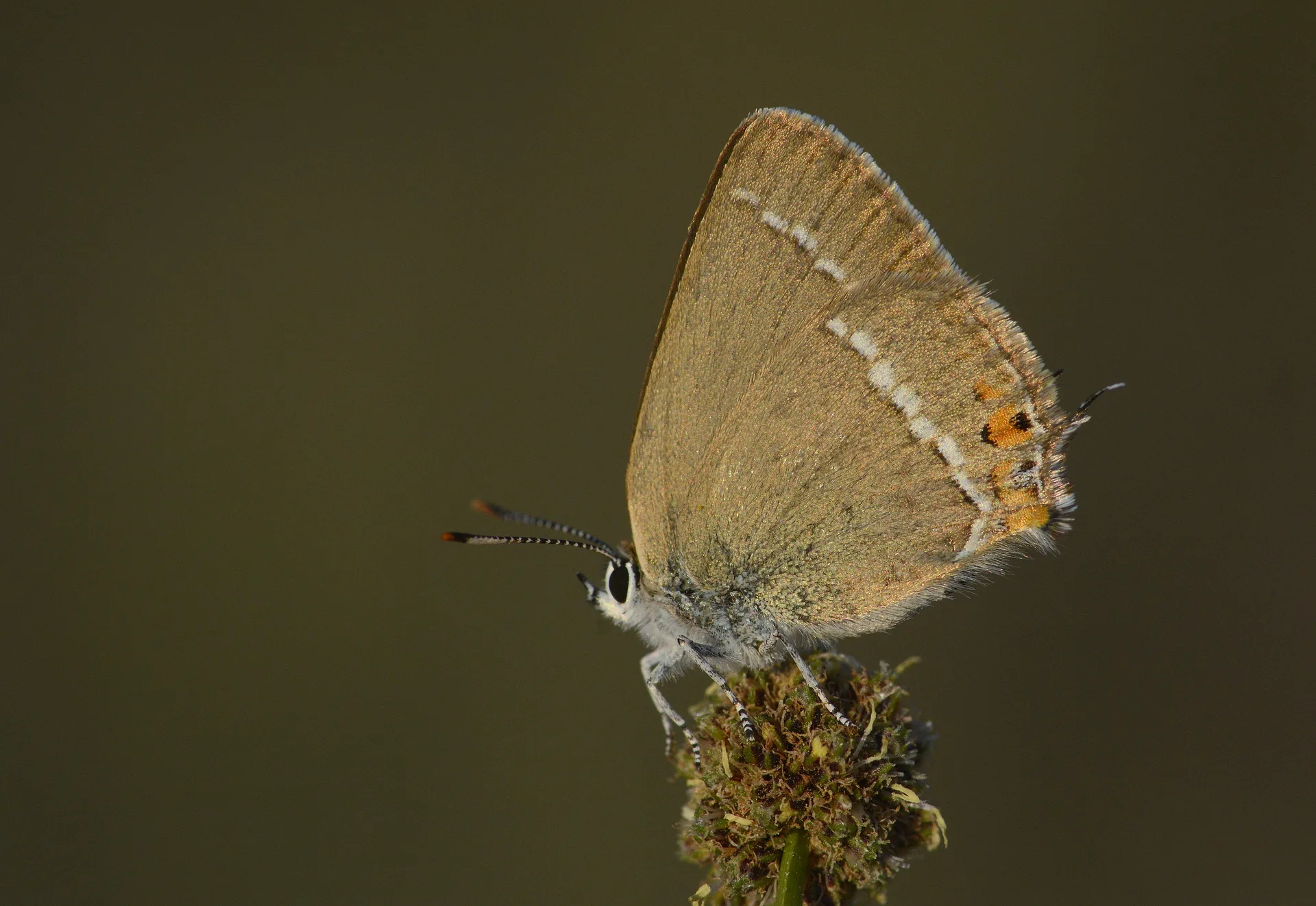 Satyrium acaciae (Minik Sevbeni) butterfly photo