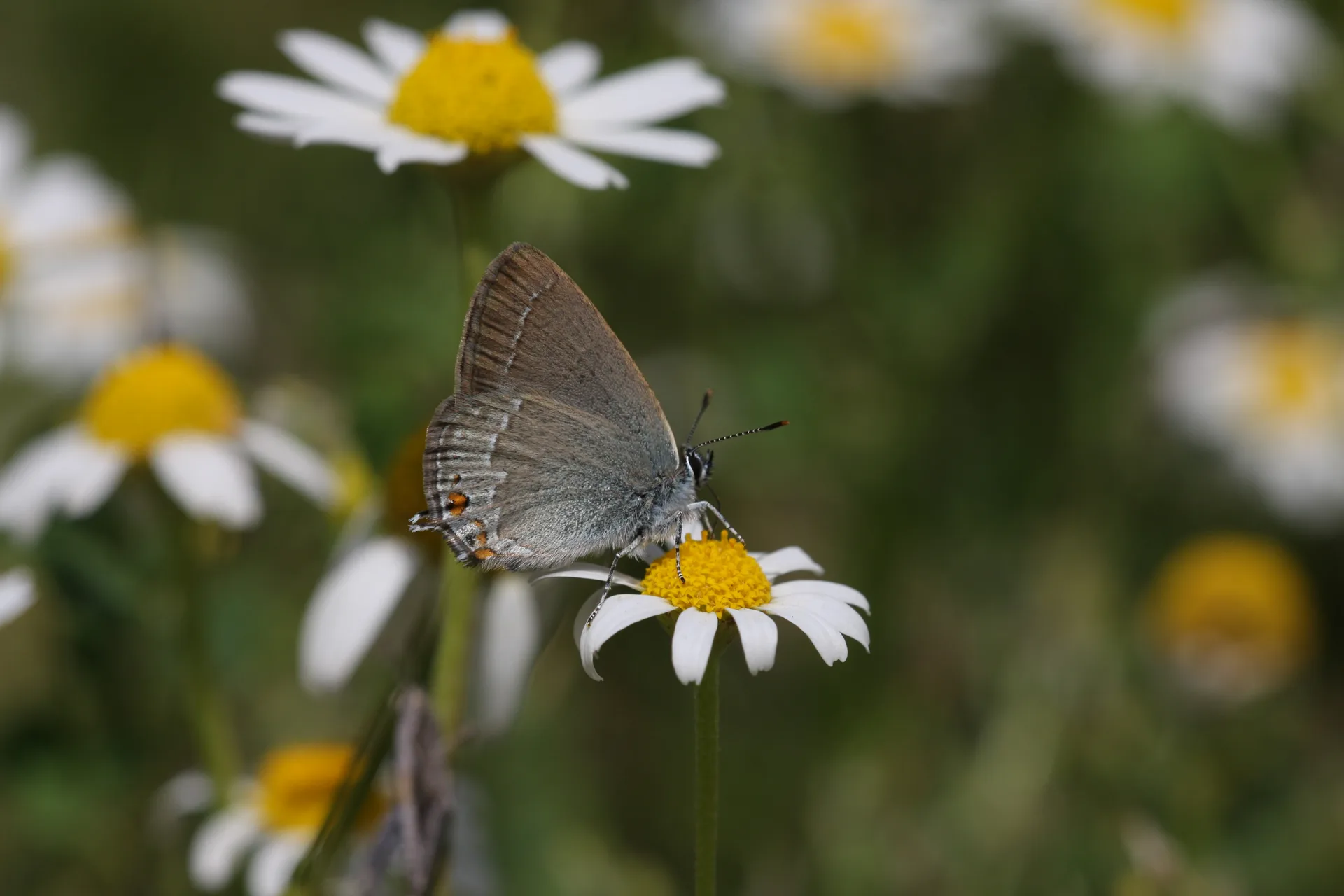 Satyrium acaciae (Minik Sevbeni) butterfly photo