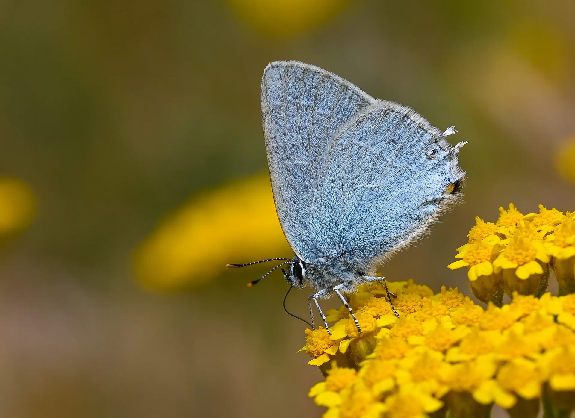 Satyrium armenum (Mavi Sevbeni) butterfly photo