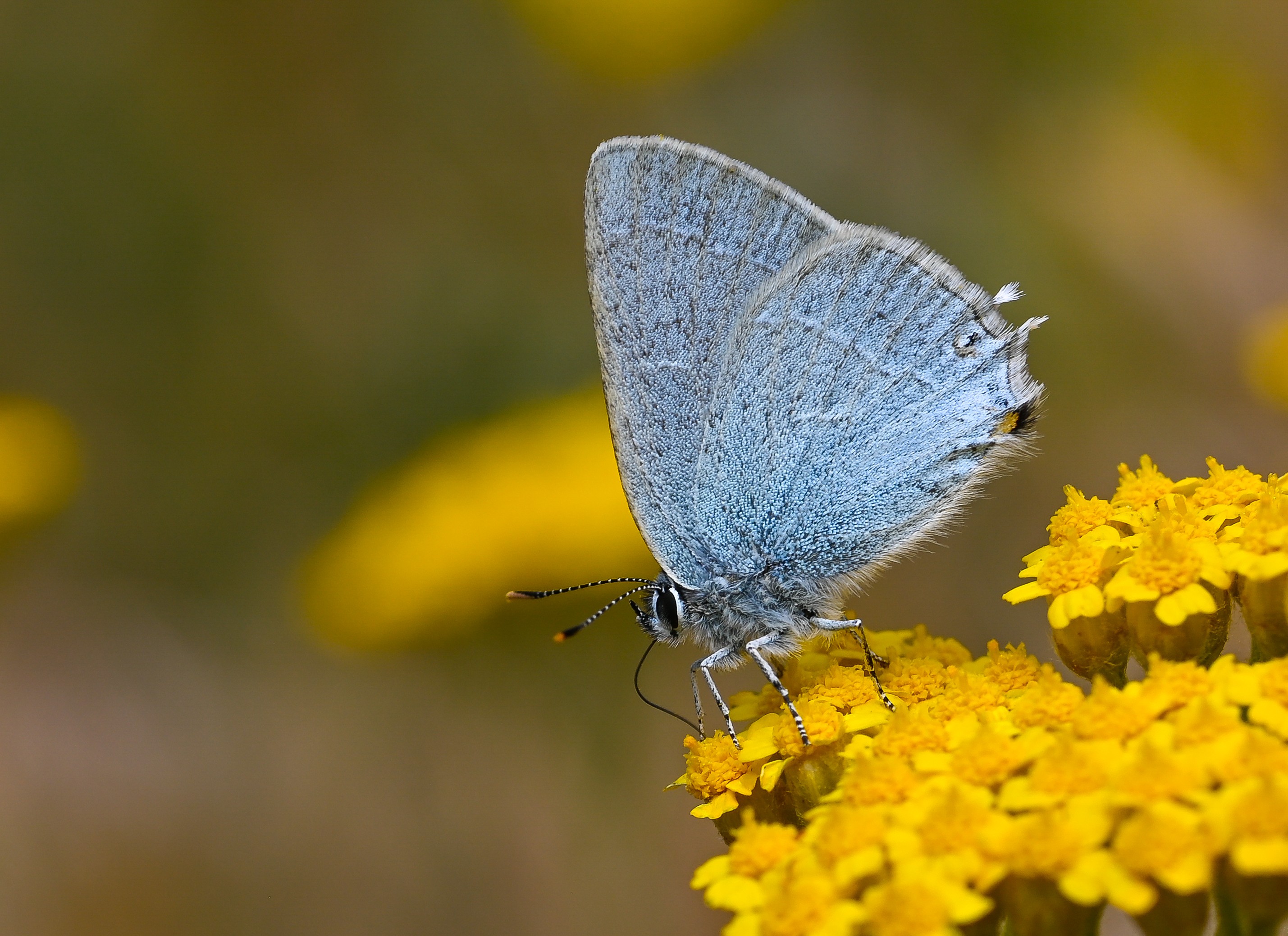 Satyrium armenum (Mavi Sevbeni) butterfly photo