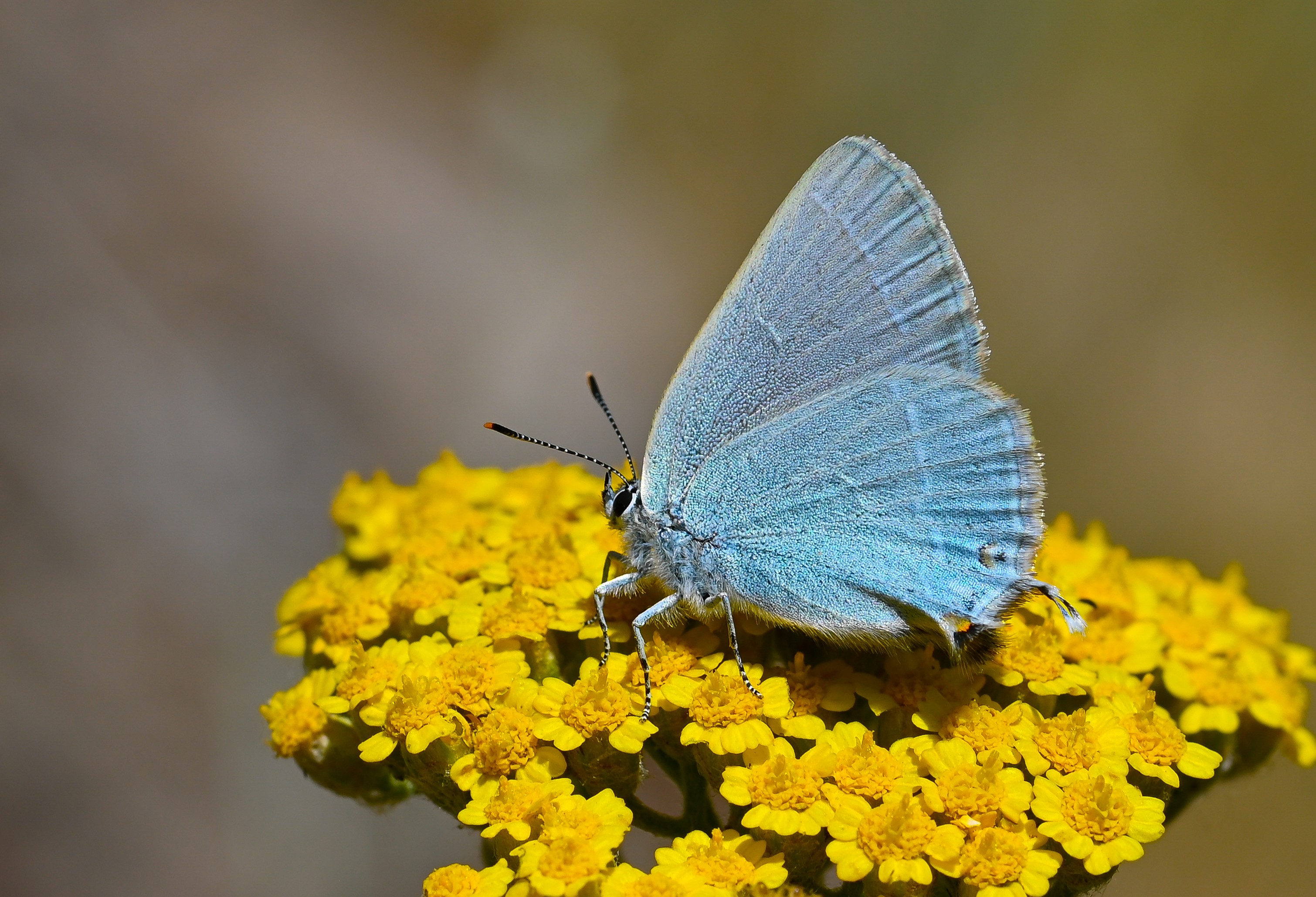 Satyrium armenum (Mavi Sevbeni) butterfly photo