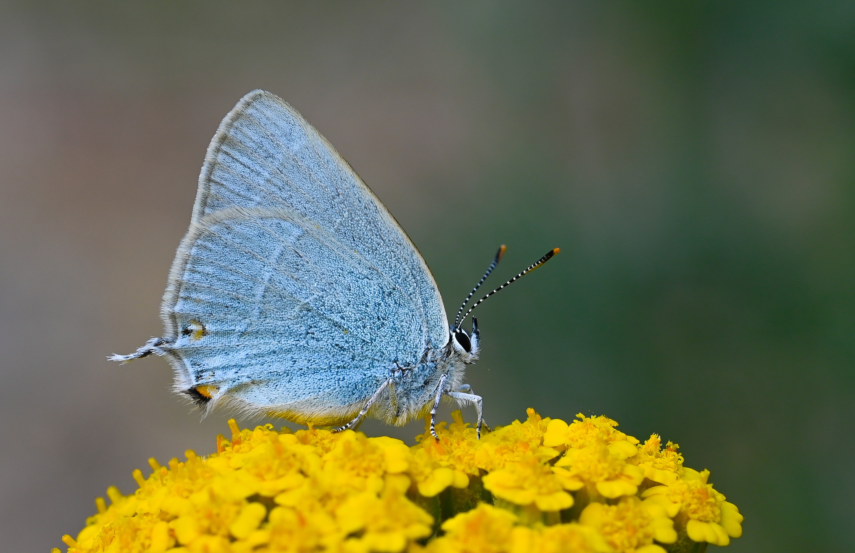 Satyrium armenum (Mavi Sevbeni) butterfly photo