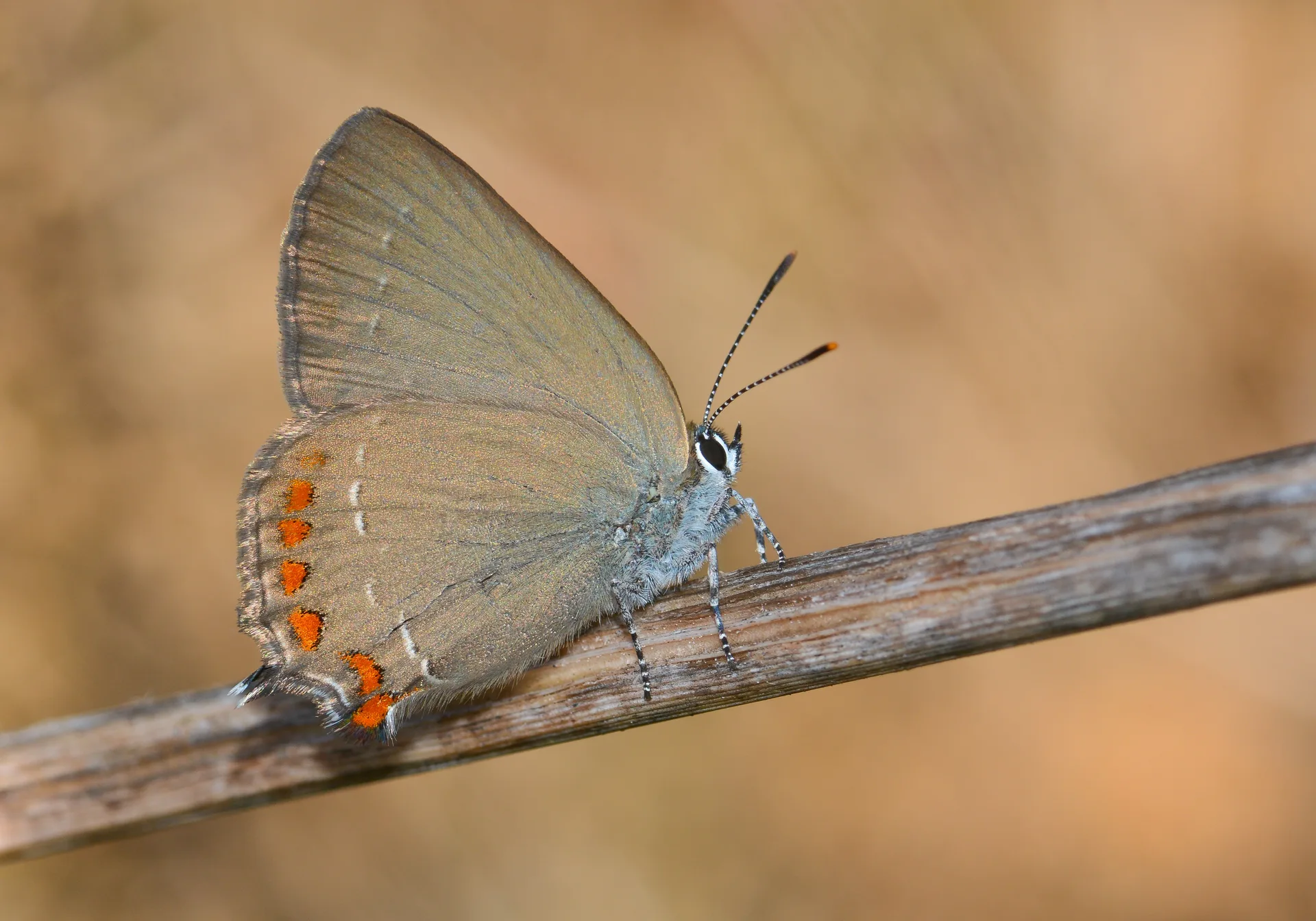 Satyrium esculi butterfly photo