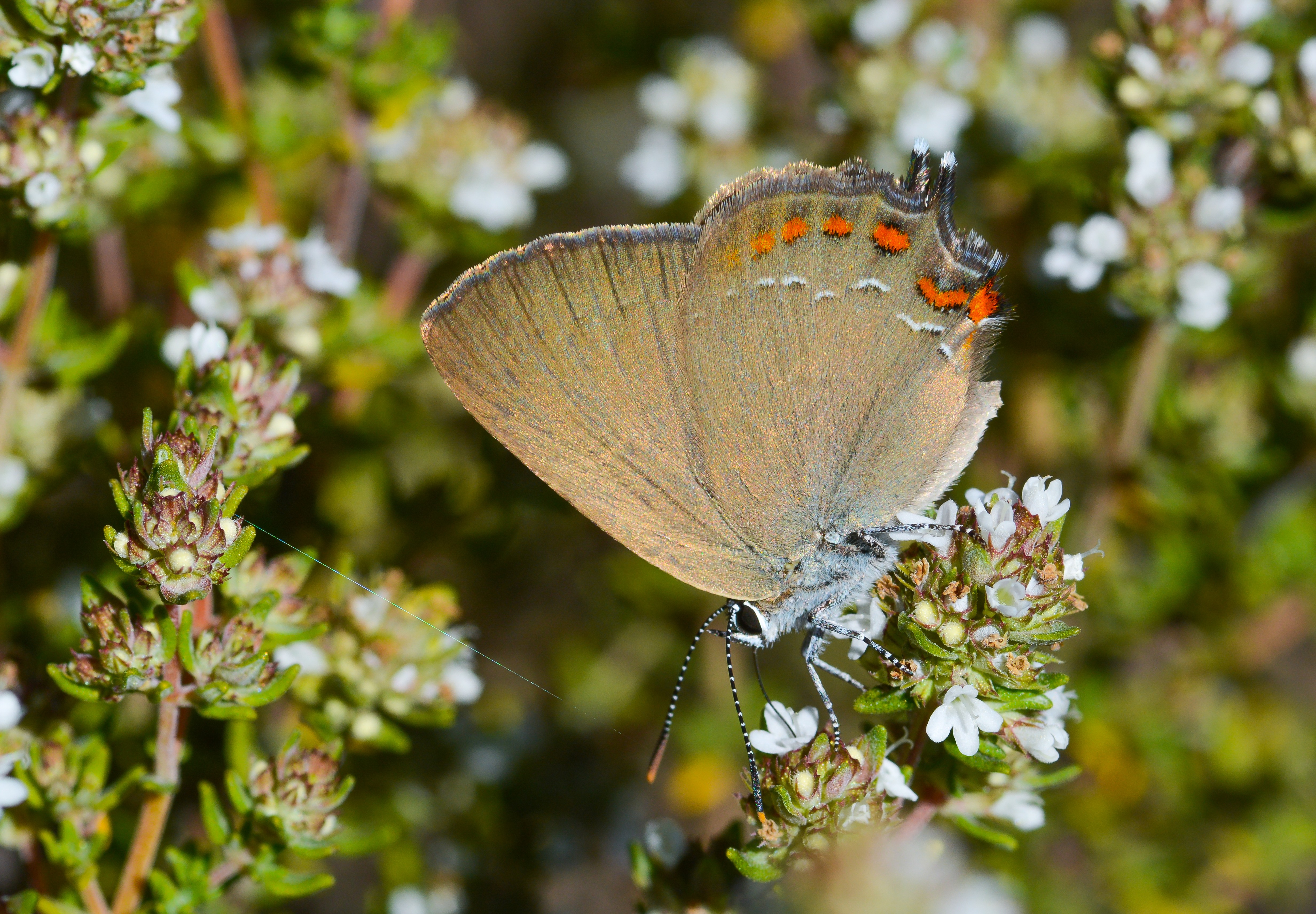 Satyrium esculi butterfly photo
