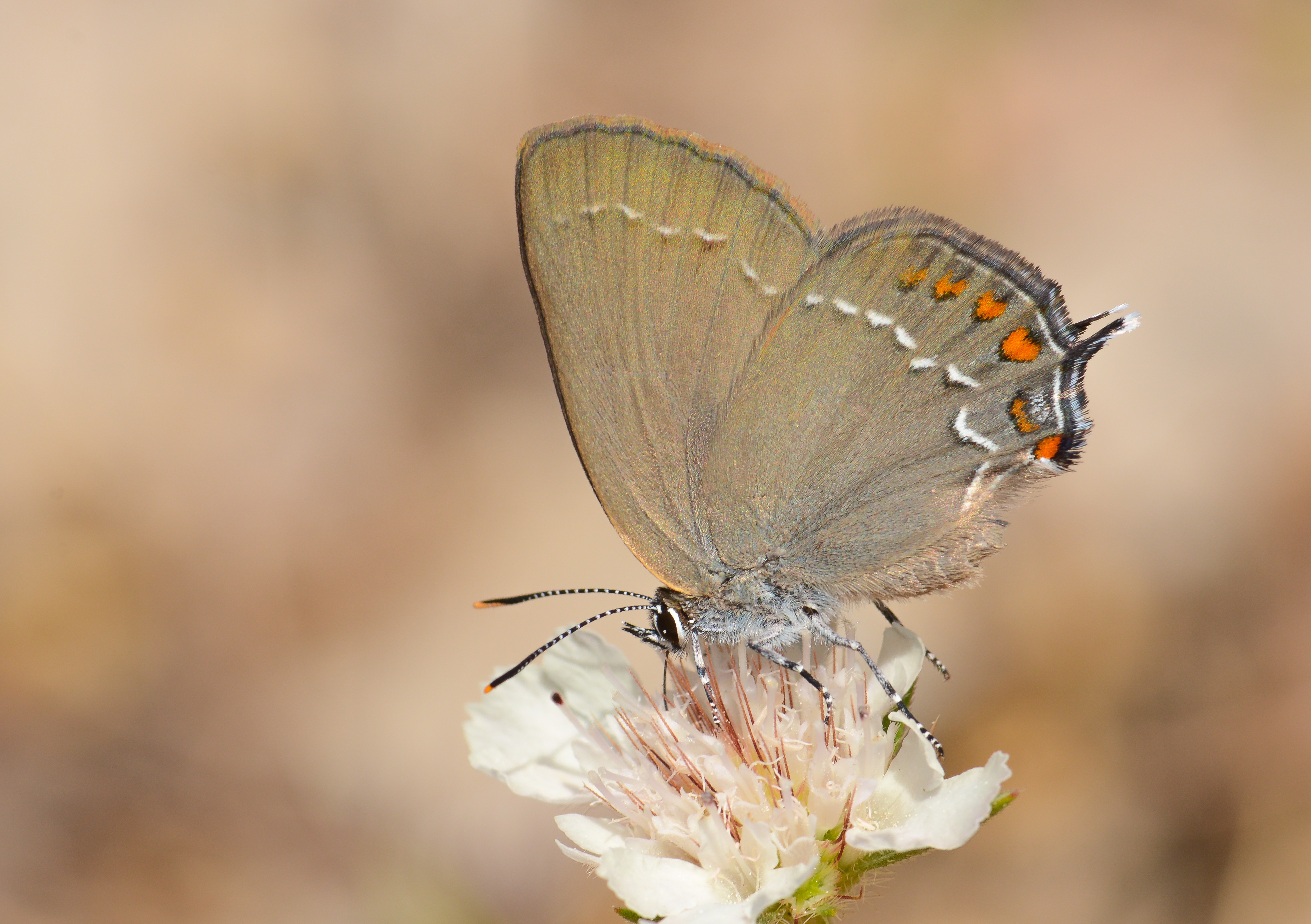 Satyrium ilicis (Büyük Sevbeni) butterfly photo