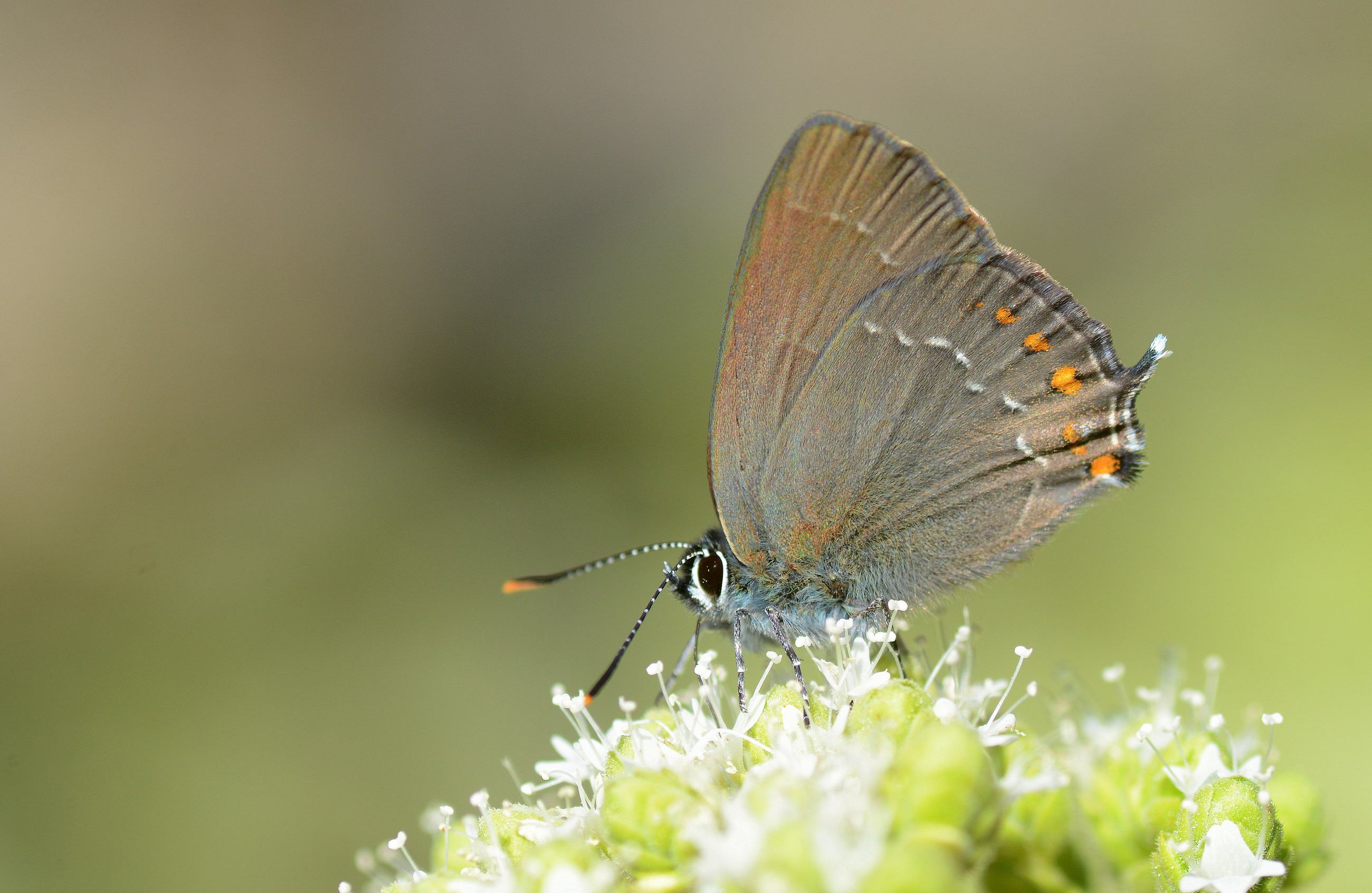 Satyrium ilicis (Büyük Sevbeni) butterfly photo
