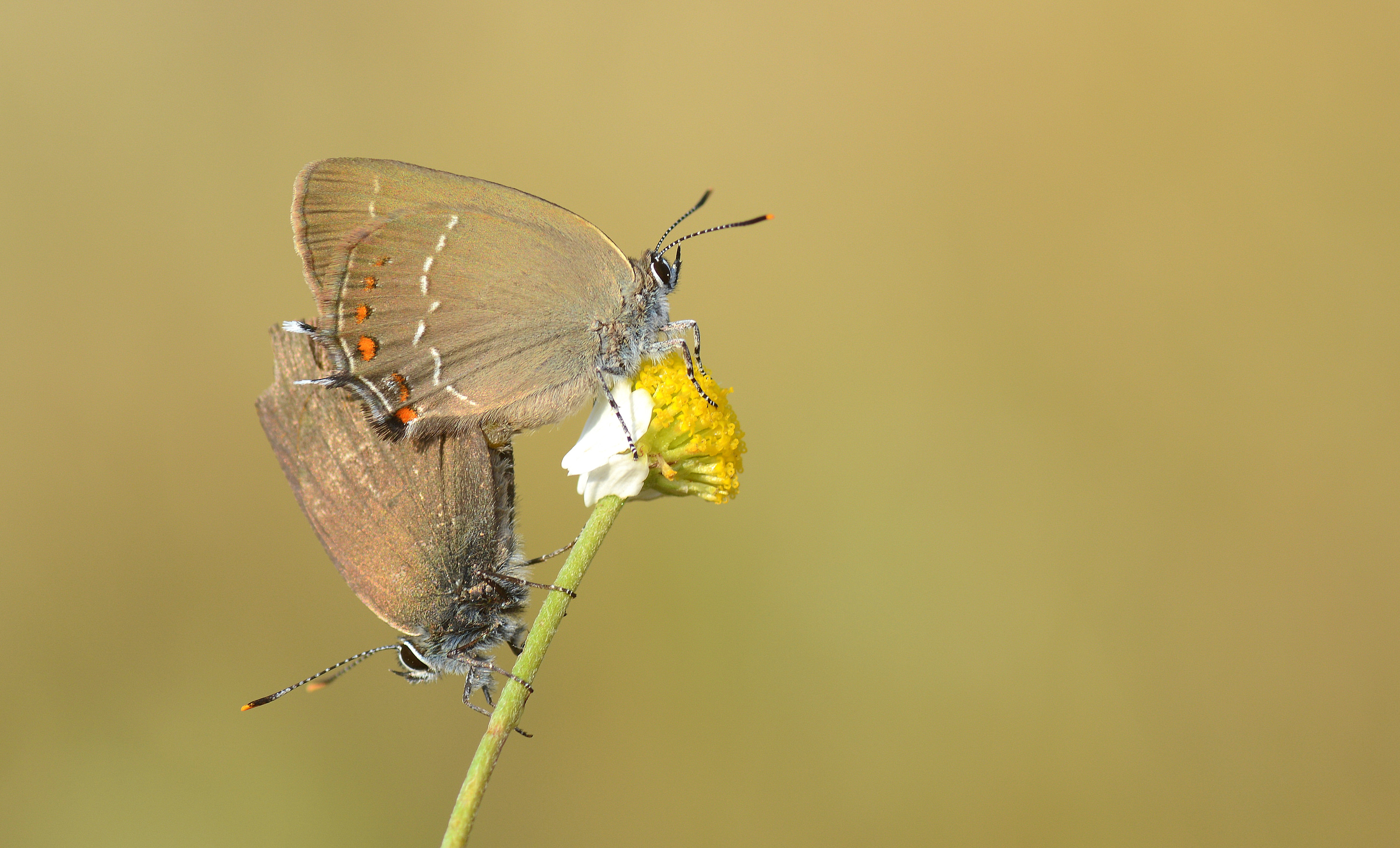 Satyrium ilicis (Büyük Sevbeni) butterfly photo