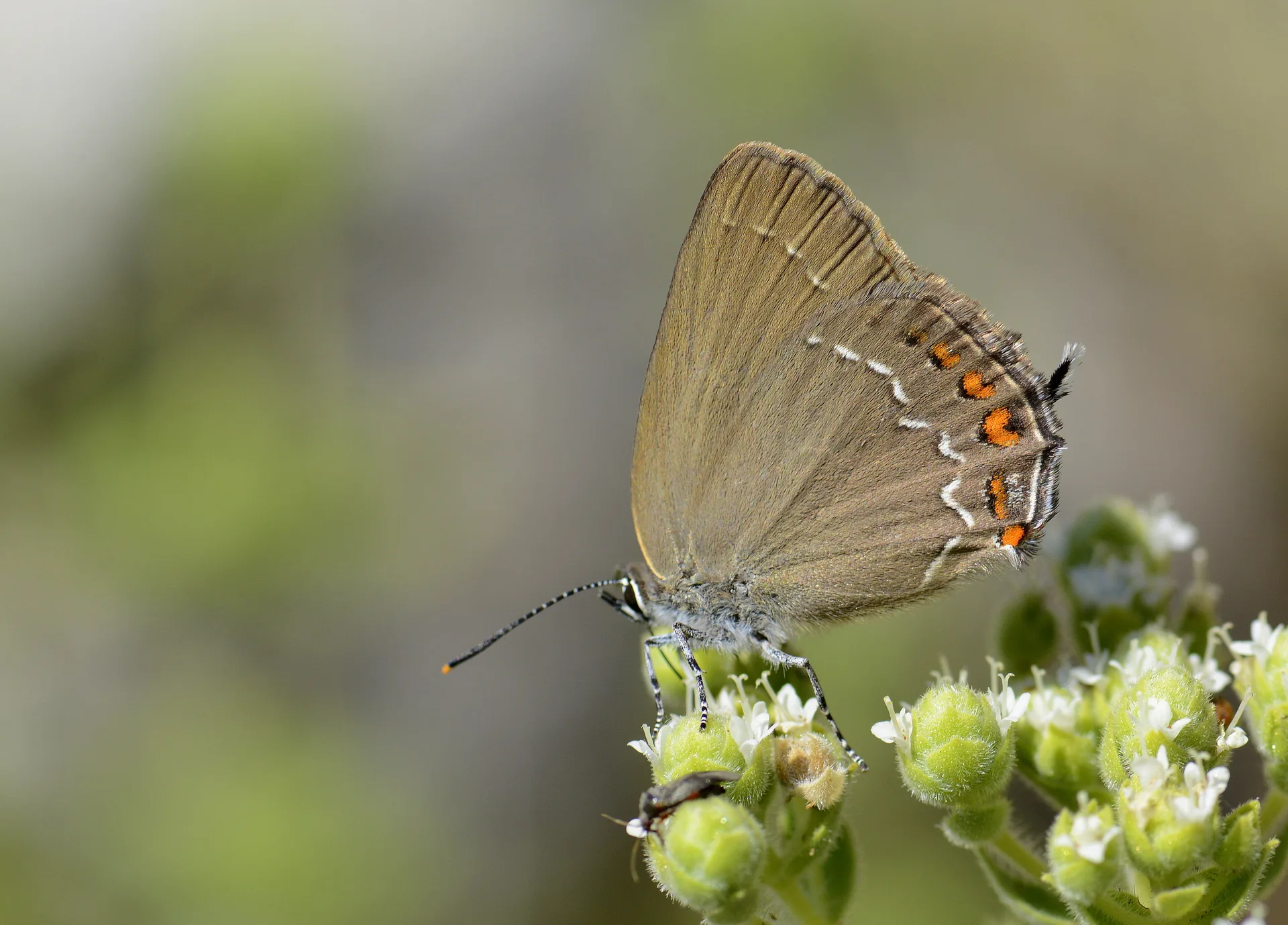 Satyrium ilicis (BÃ¼yÃ¼k Sevbeni) butterfly photo