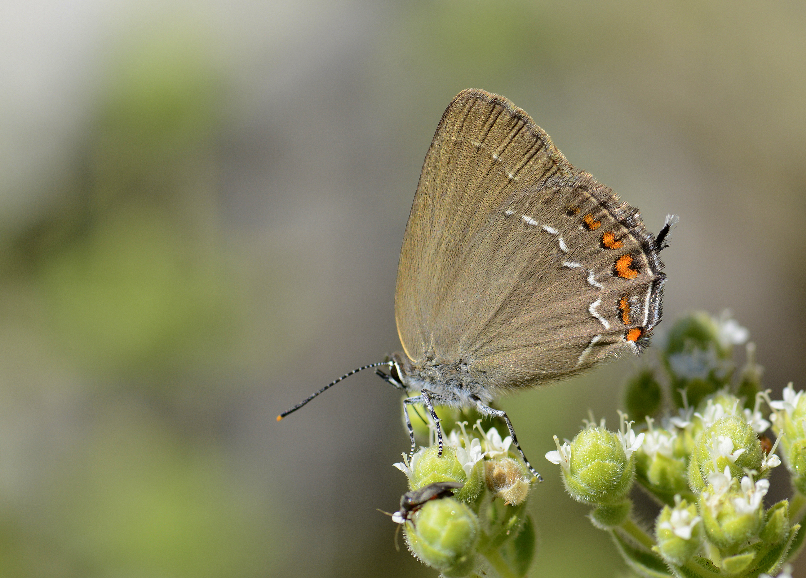 Satyrium ilicis (Büyük Sevbeni) butterfly photo