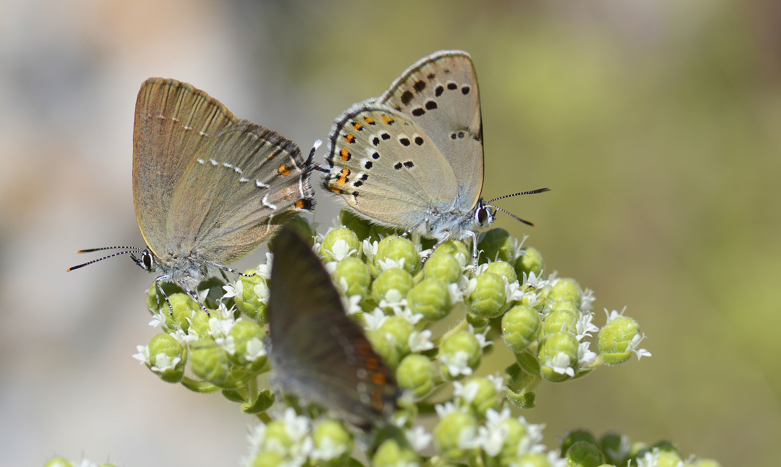 Satyrium ilicis (Büyük Sevbeni) butterfly photo