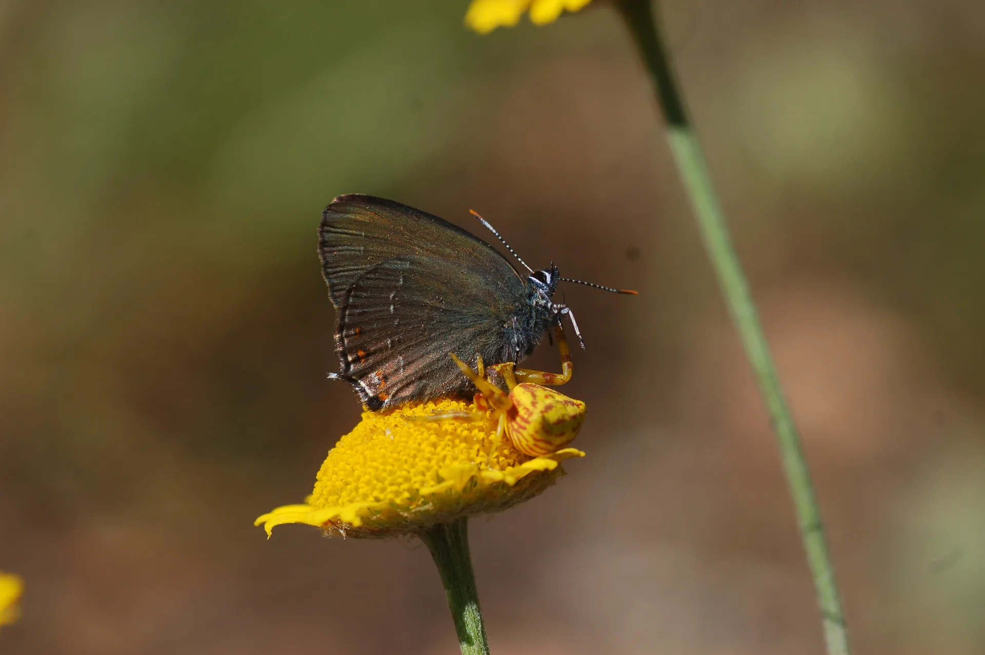 Satyrium ilicis (BÃ¼yÃ¼k Sevbeni) butterfly photo