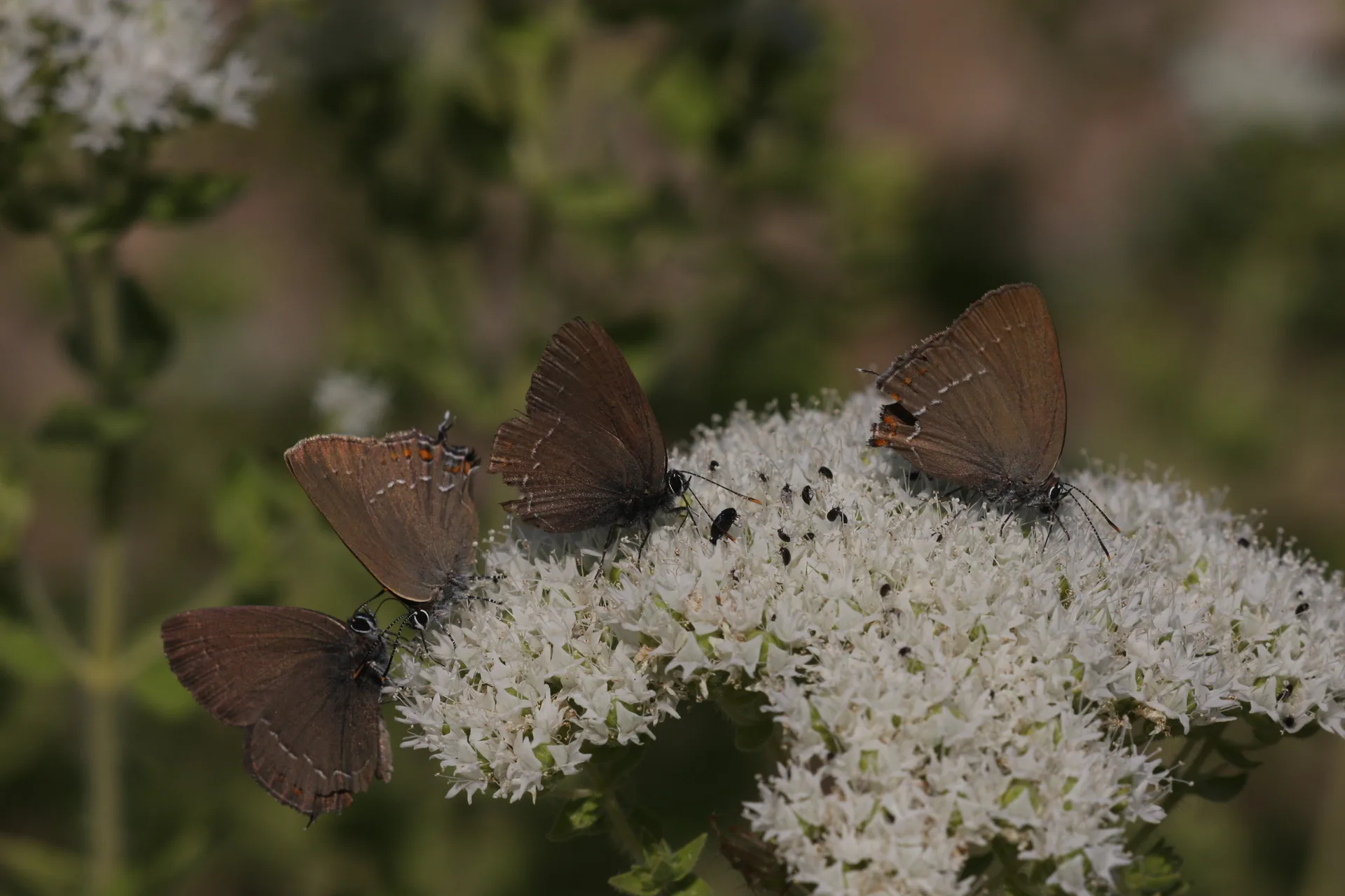 Satyrium ilicis (BÃ¼yÃ¼k Sevbeni) butterfly photo