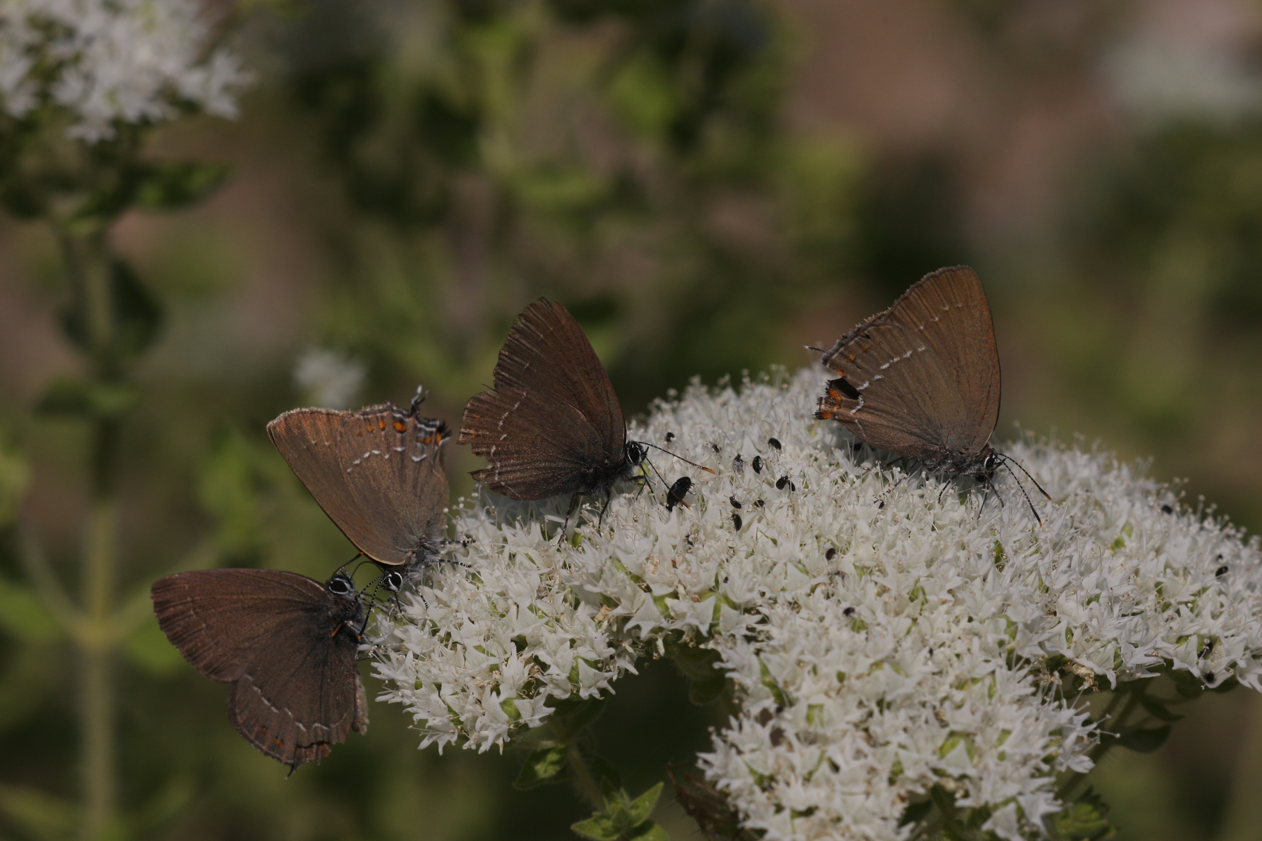Satyrium ilicis (Büyük Sevbeni) butterfly photo