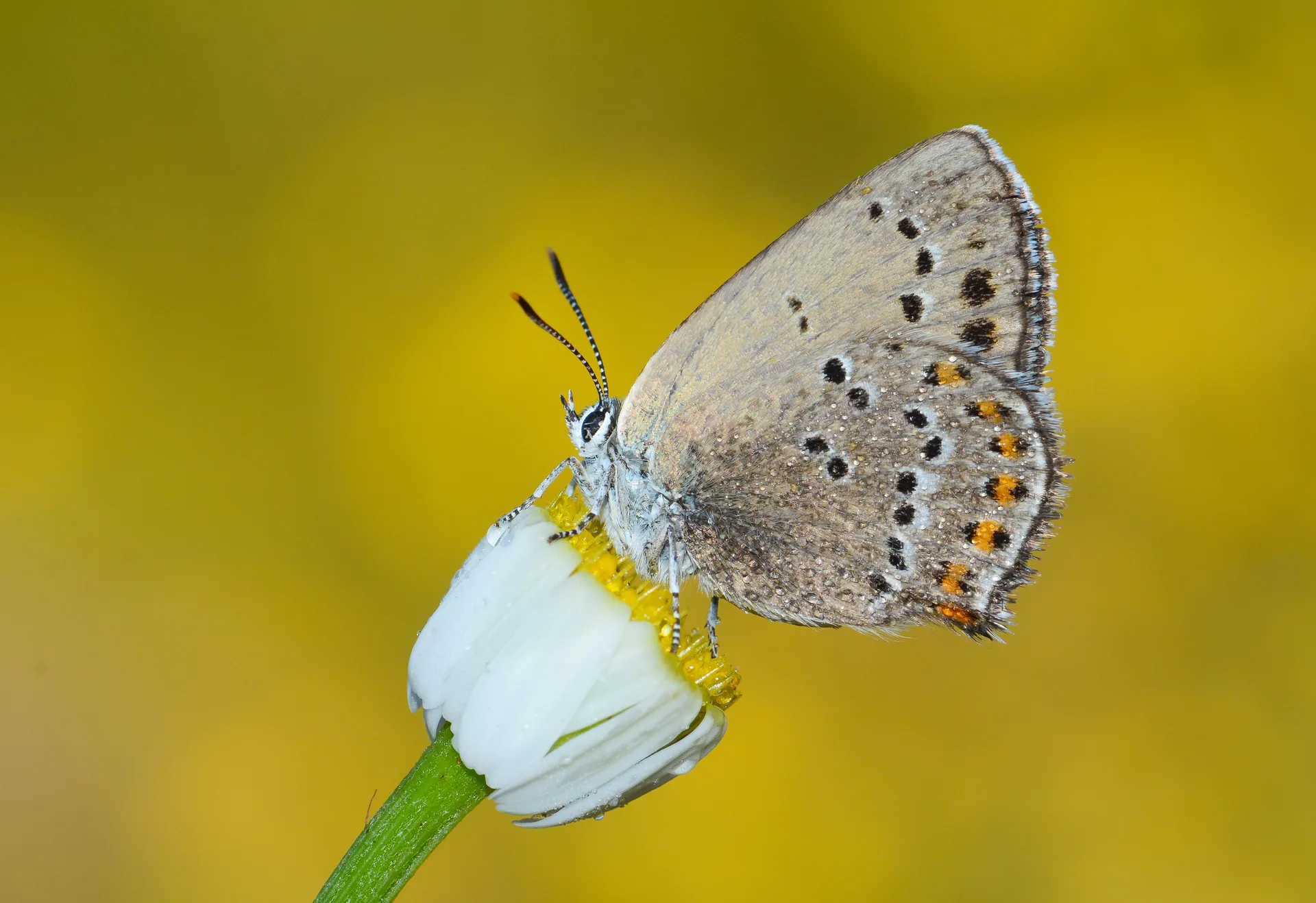 Satyrium ledereri (Küçük Benekli Sevbeni) butterfly photo
