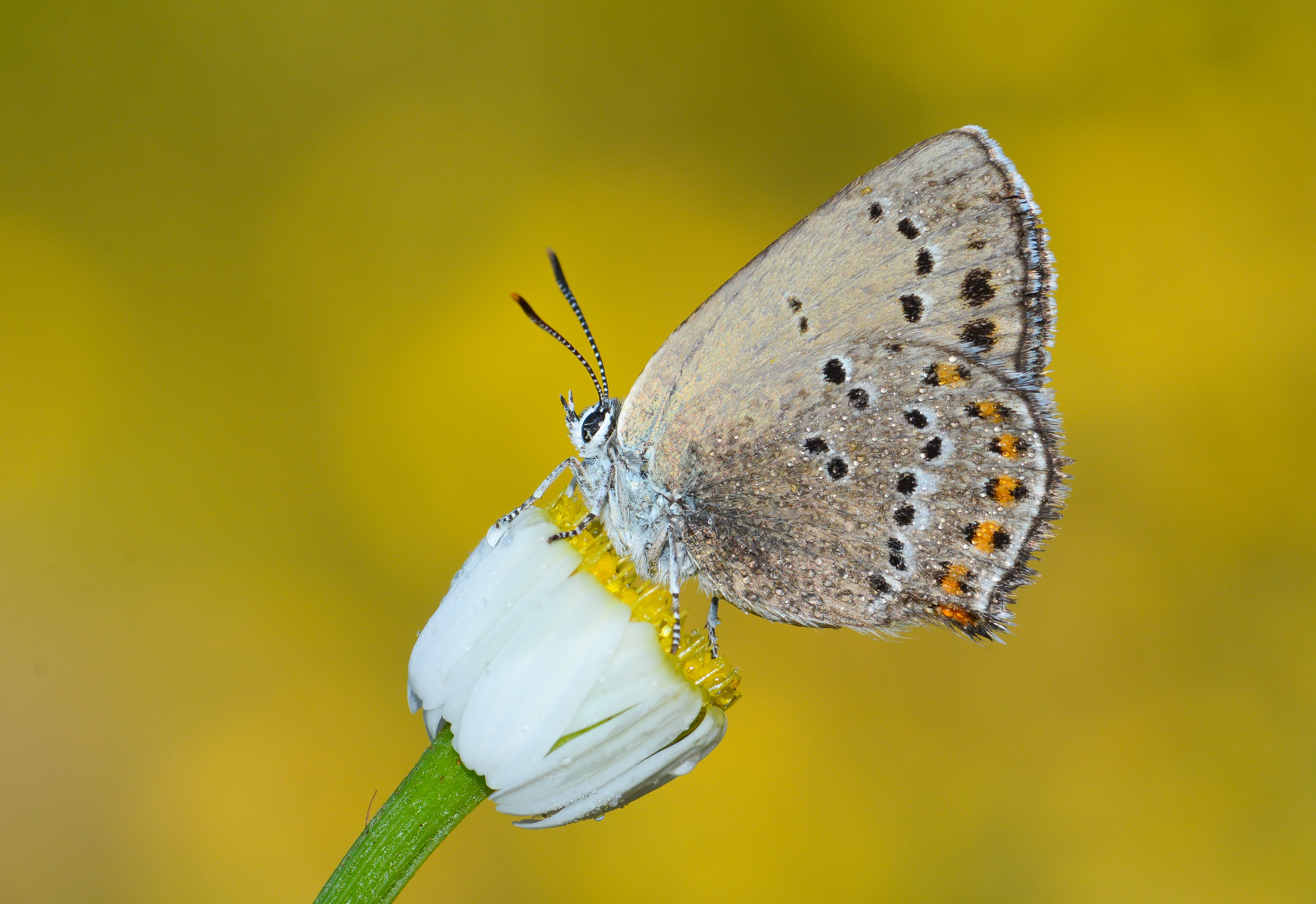 Satyrium ledereri (Küçük Benekli Sevbeni) butterfly photo