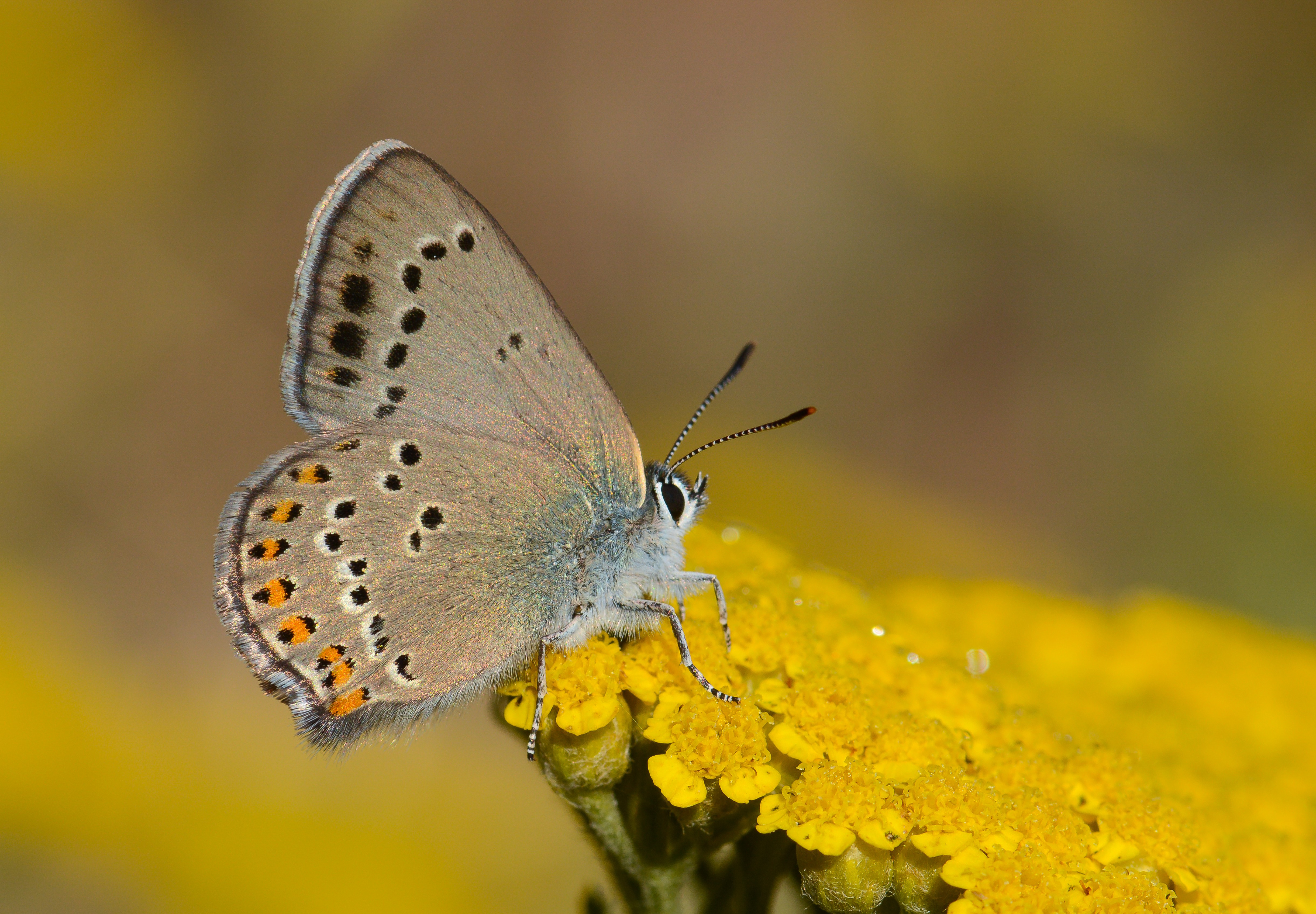 Satyrium ledereri (Küçük Benekli Sevbeni) butterfly photo