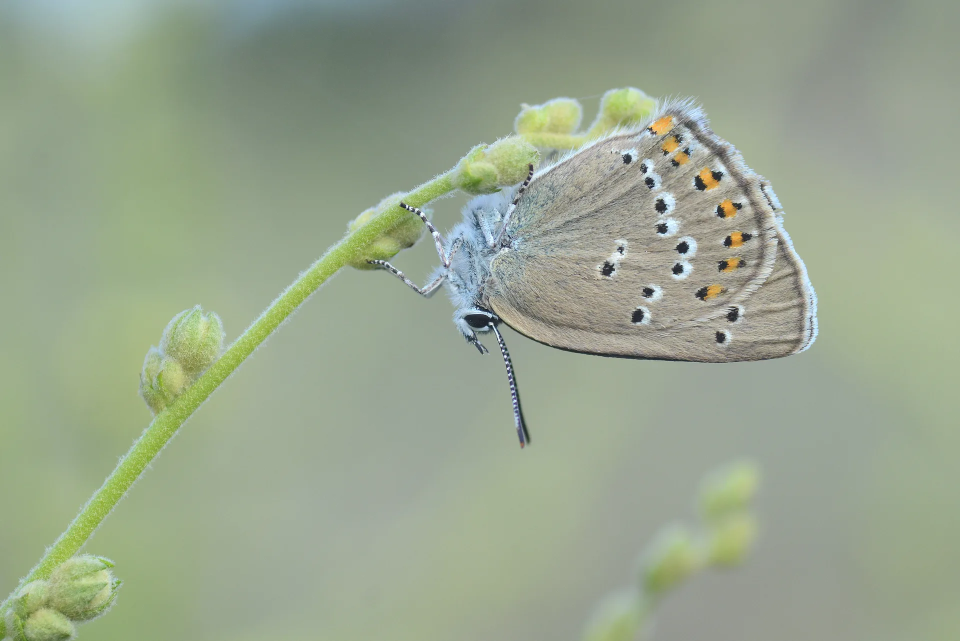 Satyrium ledereri (KÃ¼Ã§Ã¼k Benekli Sevbeni) butterfly photo