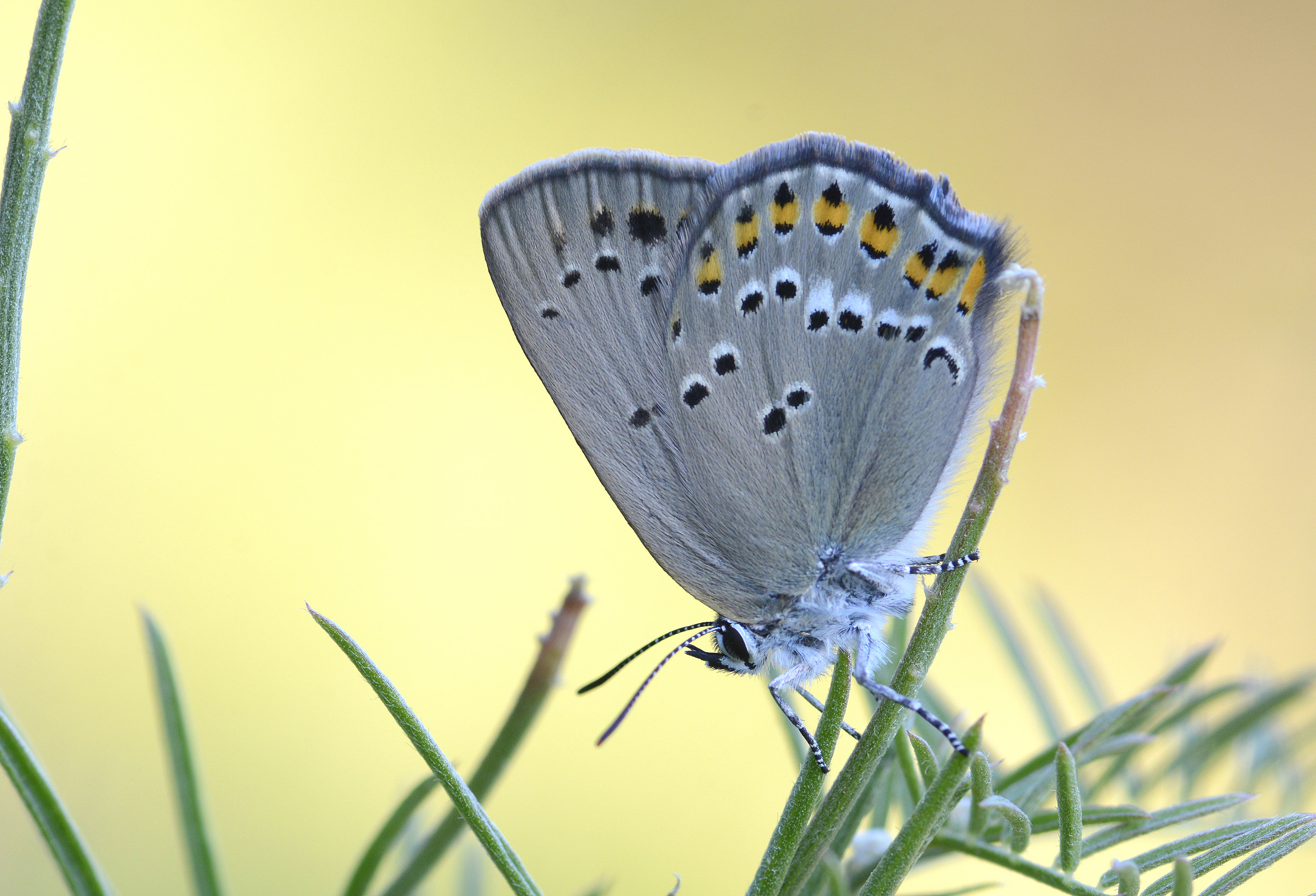 Satyrium ledereri (Küçük Benekli Sevbeni) butterfly photo