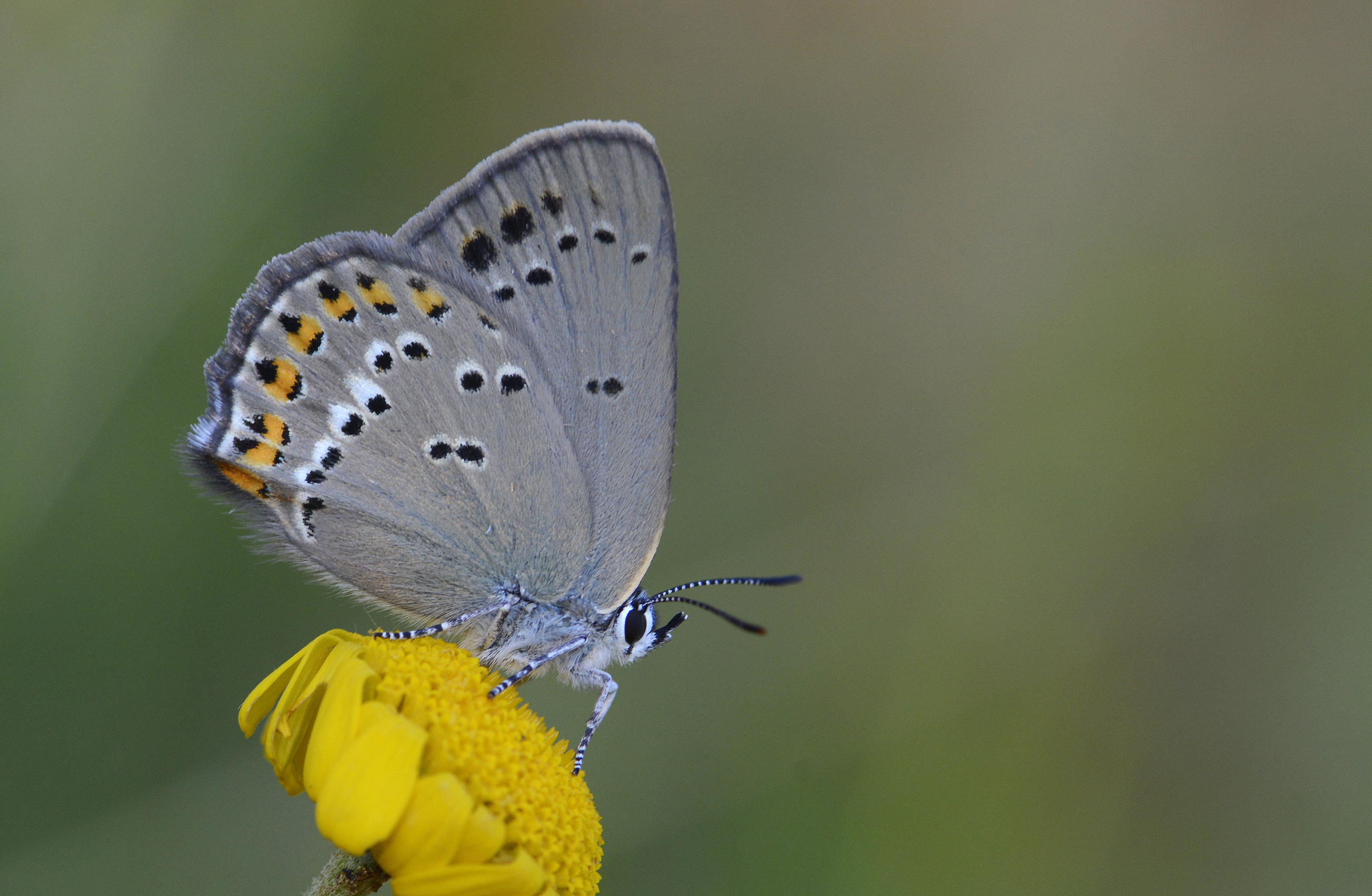 Satyrium ledereri (Küçük Benekli Sevbeni) butterfly photo