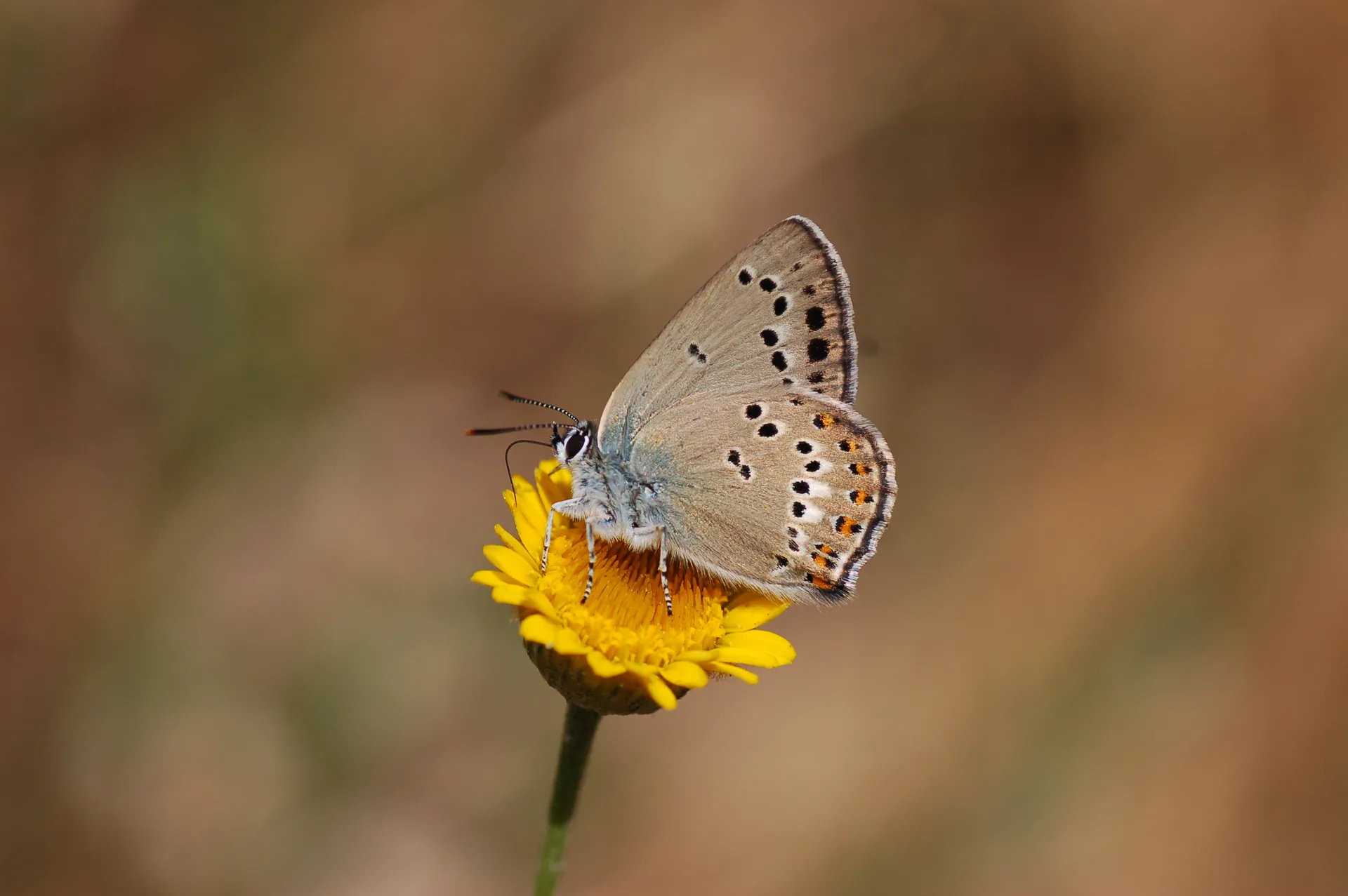 Satyrium ledereri (KÃ¼Ã§Ã¼k Benekli Sevbeni) butterfly photo