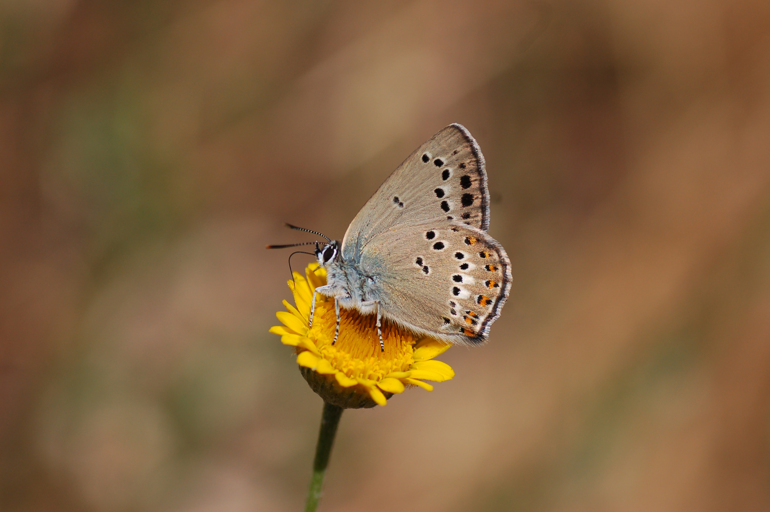 Satyrium ledereri (Küçük Benekli Sevbeni) butterfly photo
