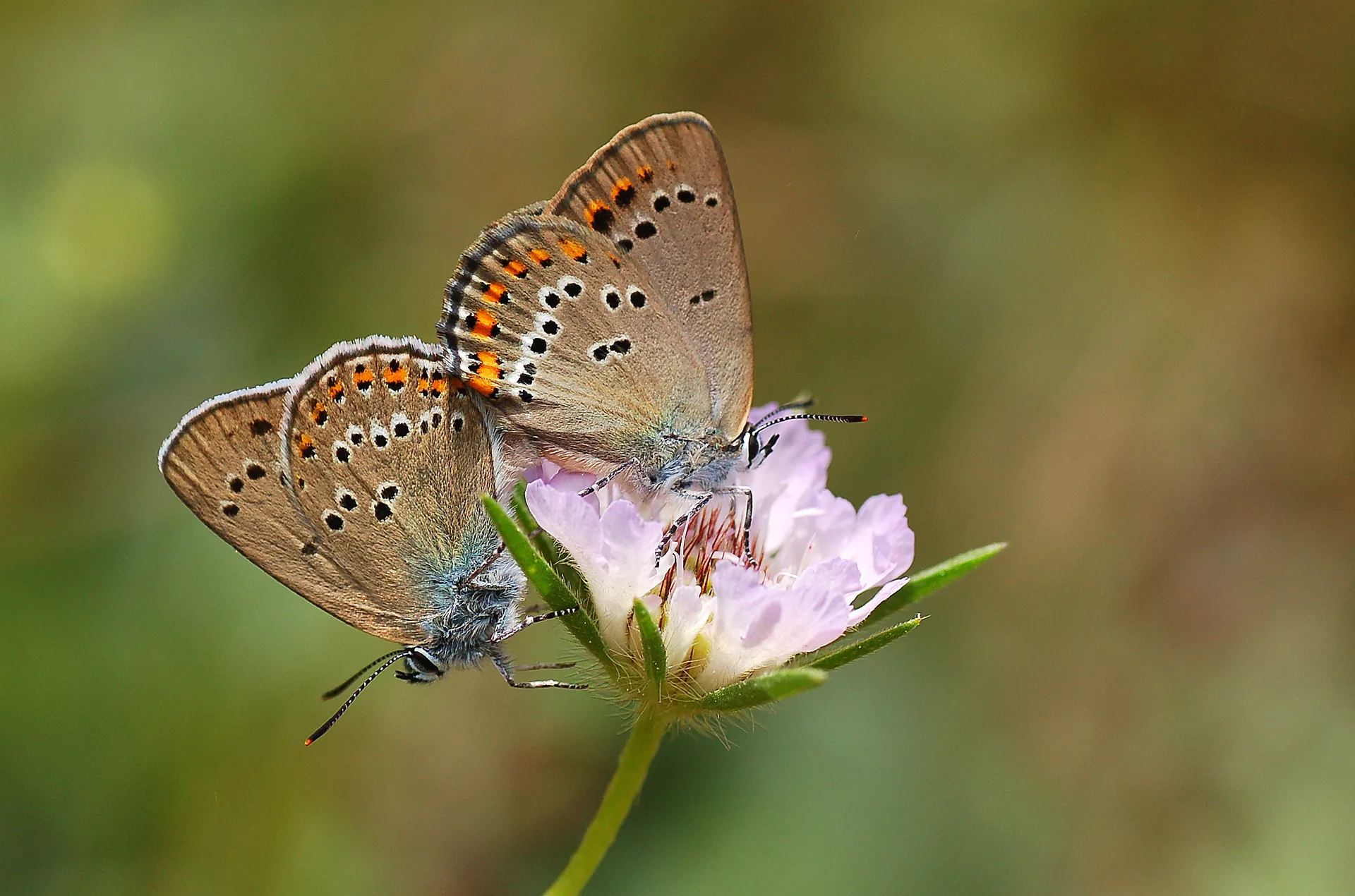 Satyrium ledereri (KÃ¼Ã§Ã¼k Benekli Sevbeni) butterfly photo
