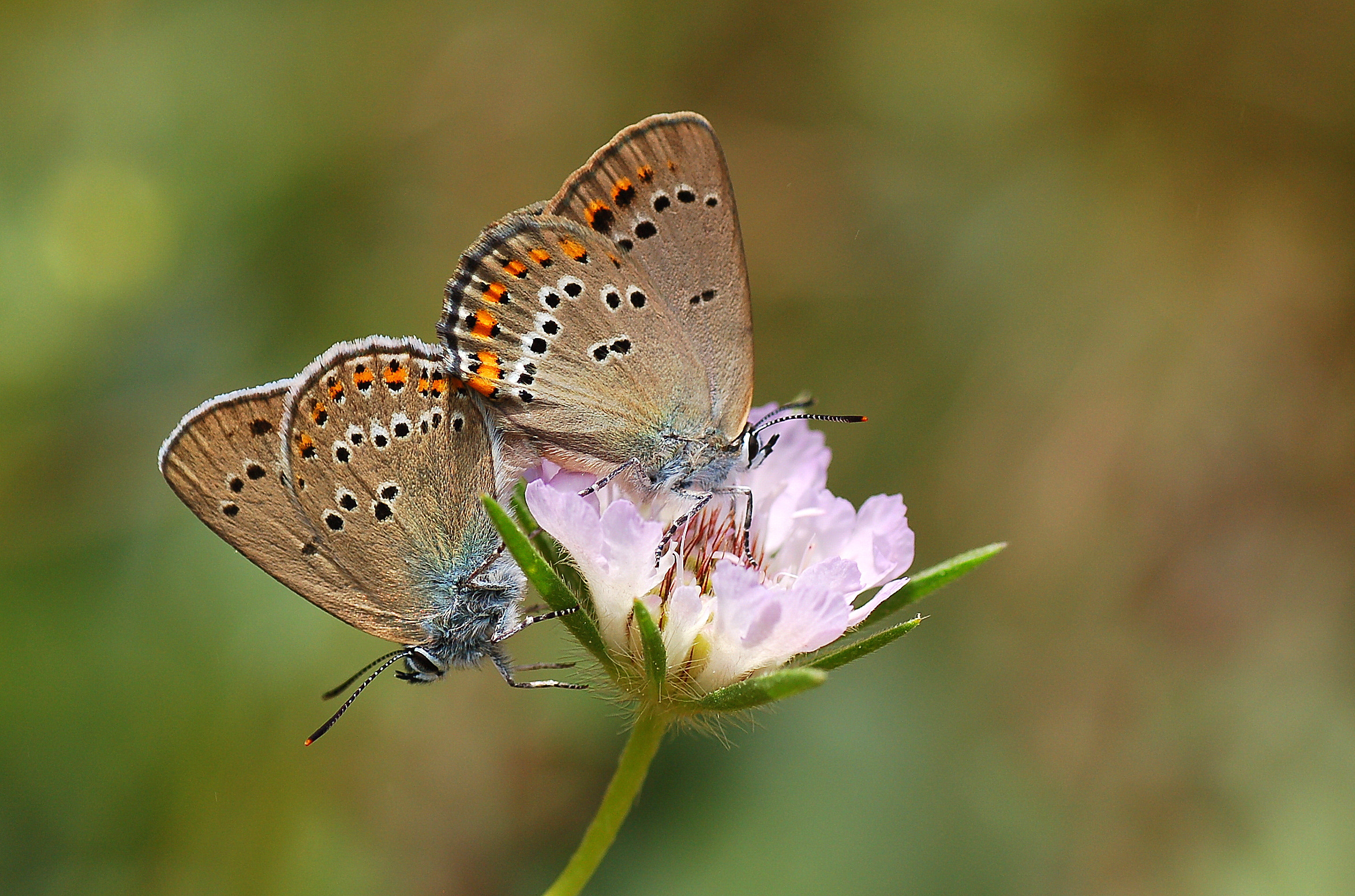 Satyrium ledereri (Küçük Benekli Sevbeni) butterfly photo