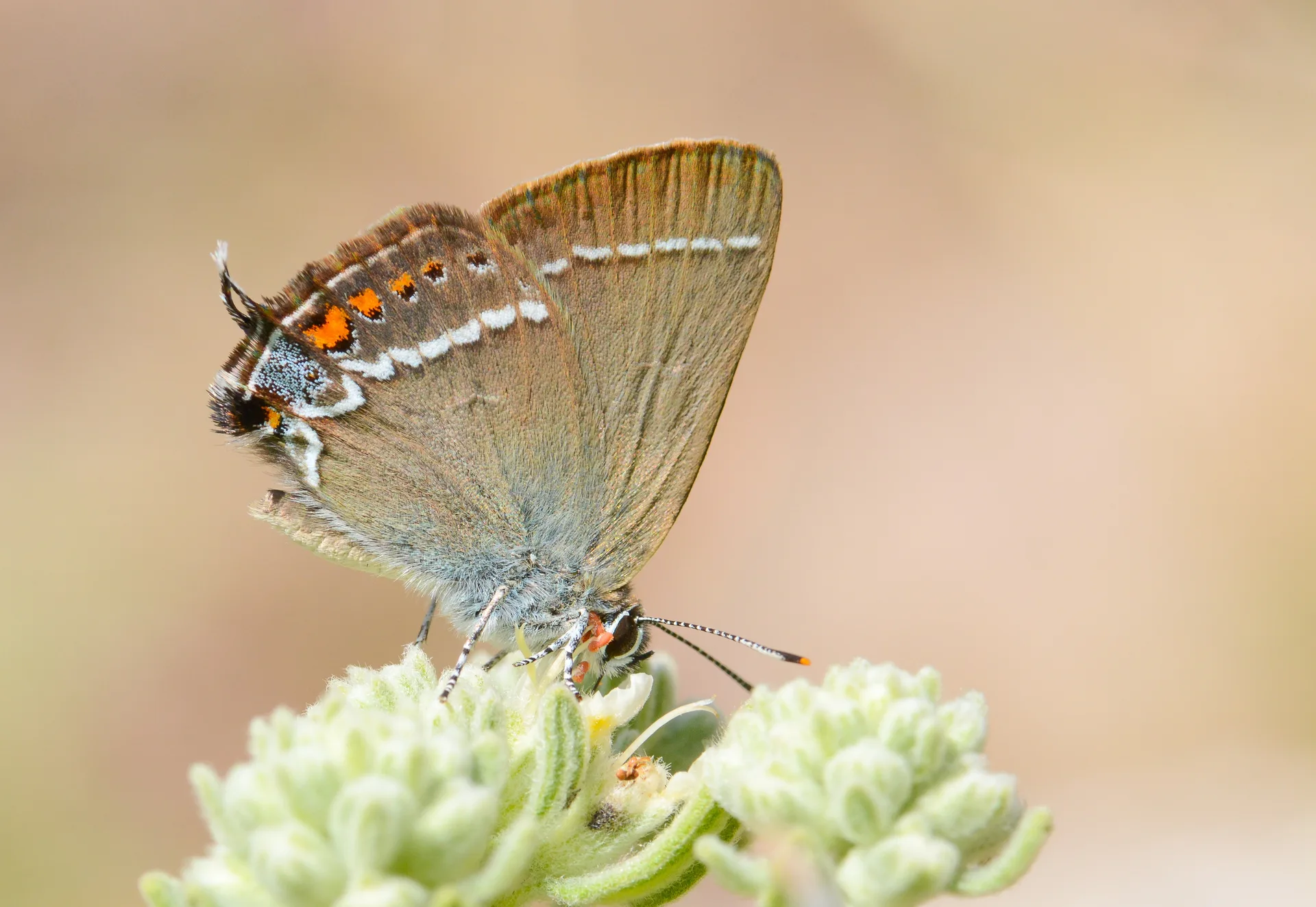 Satyrium spini (Güzel Sevbeni) butterfly photo