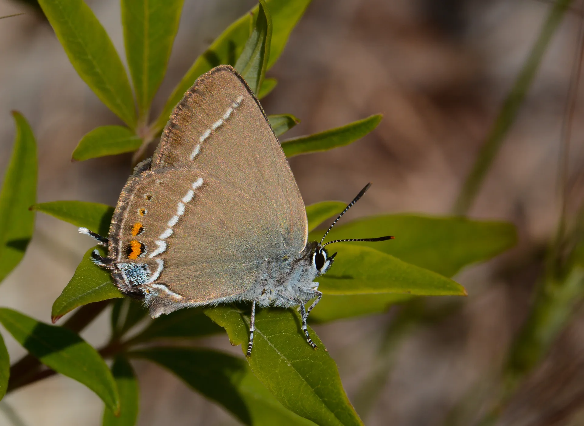 Satyrium spini (GÃ¼zel Sevbeni) butterfly photo