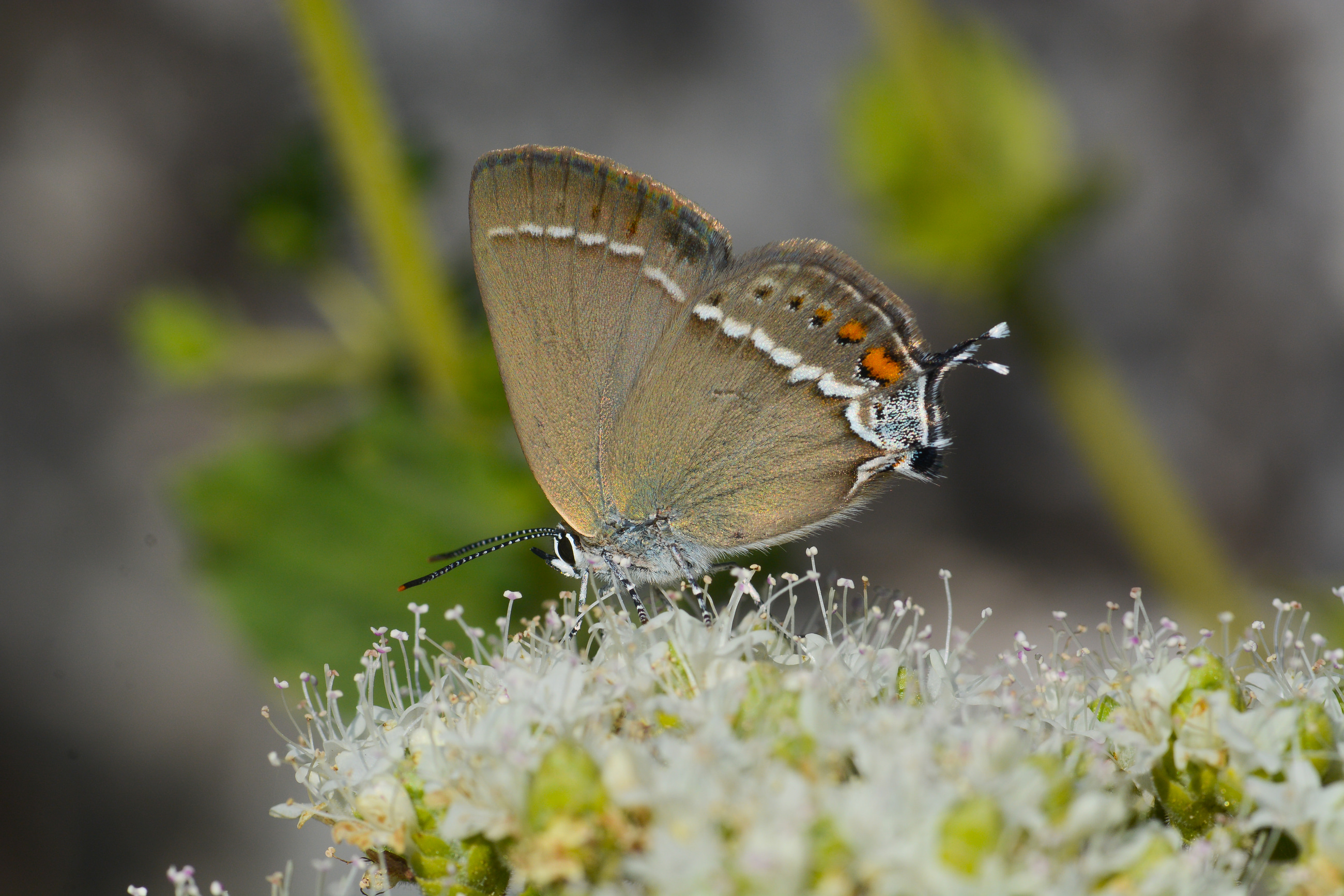 Satyrium spini (Güzel Sevbeni) butterfly photo