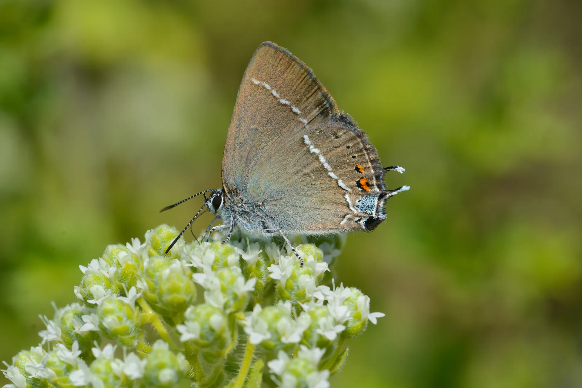 Satyrium spini (GÃ¼zel Sevbeni) butterfly photo