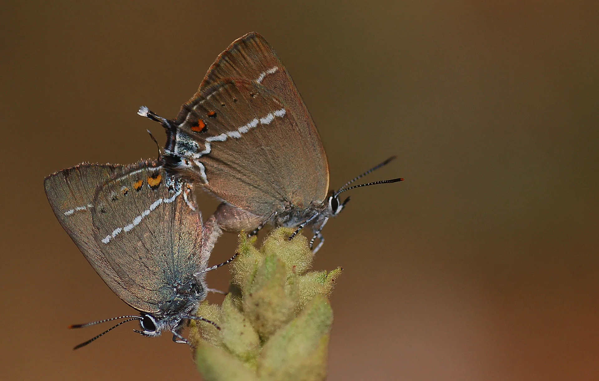 Satyrium spini (GÃ¼zel Sevbeni) butterfly photo
