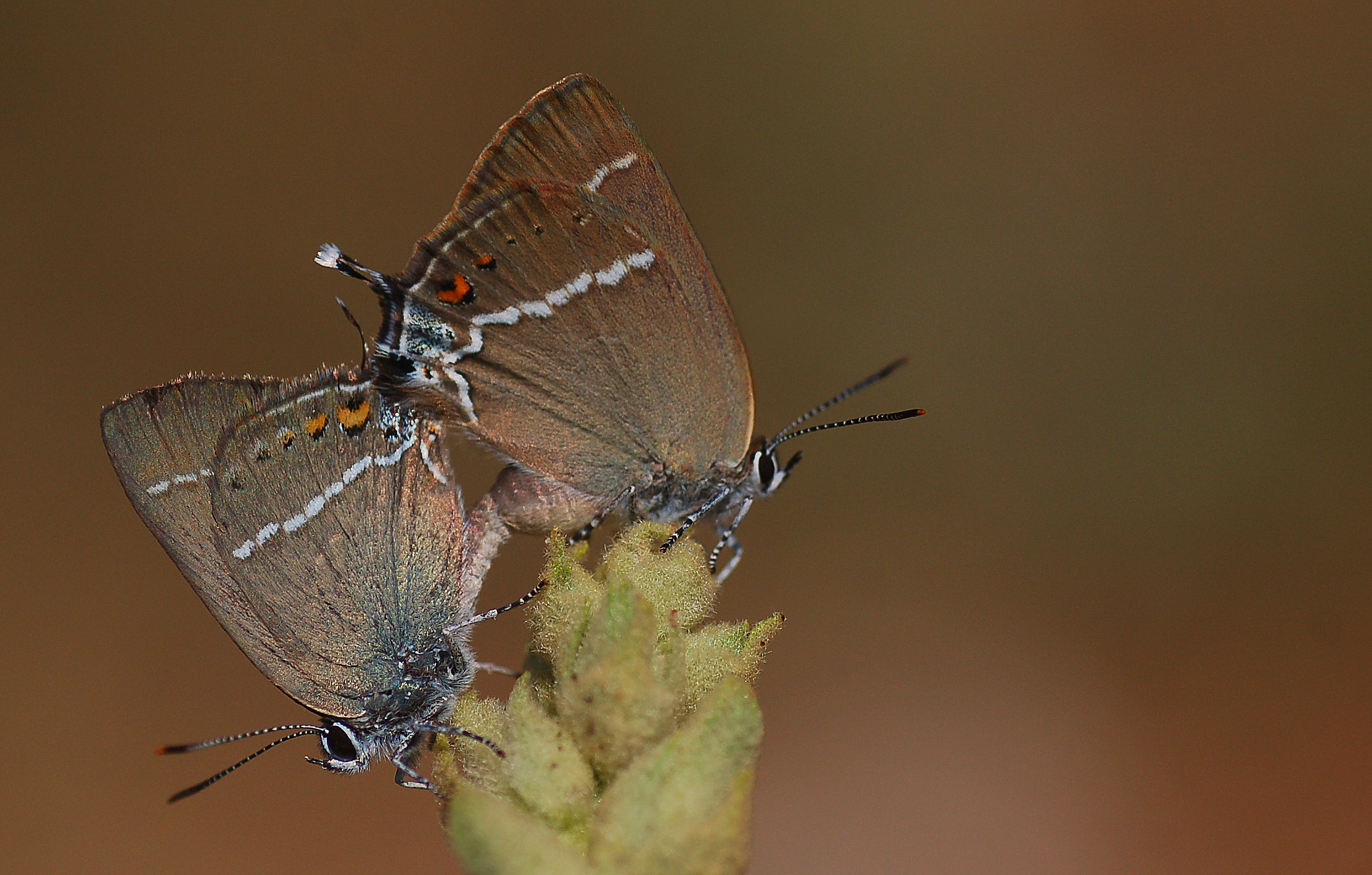Satyrium spini (Güzel Sevbeni) butterfly photo