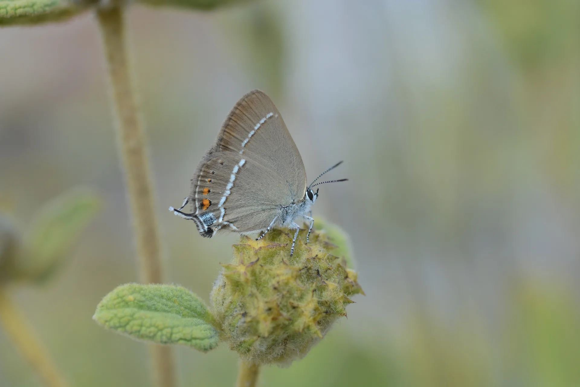 Satyrium spini (GÃ¼zel Sevbeni) butterfly photo