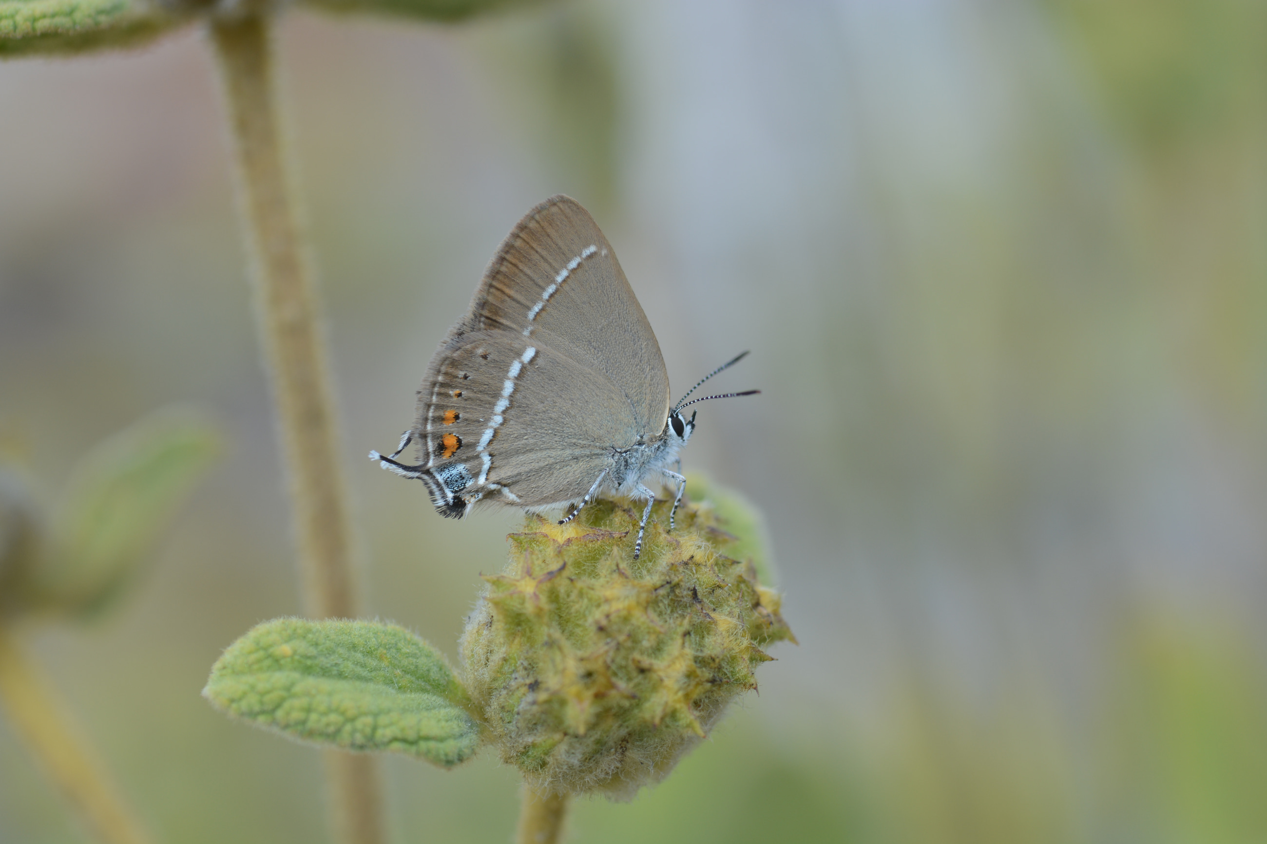 Satyrium spini (Güzel Sevbeni) butterfly photo