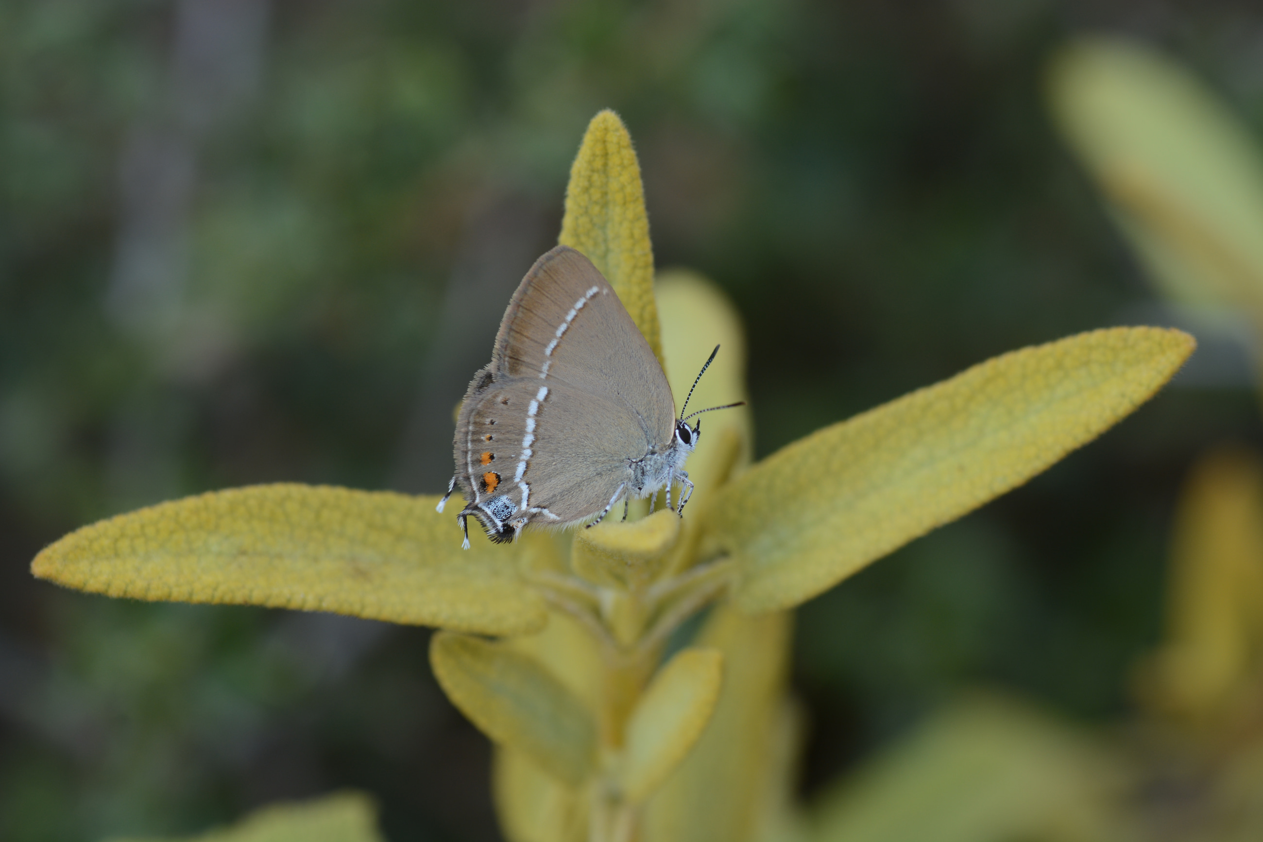 Satyrium spini (Güzel Sevbeni) butterfly photo