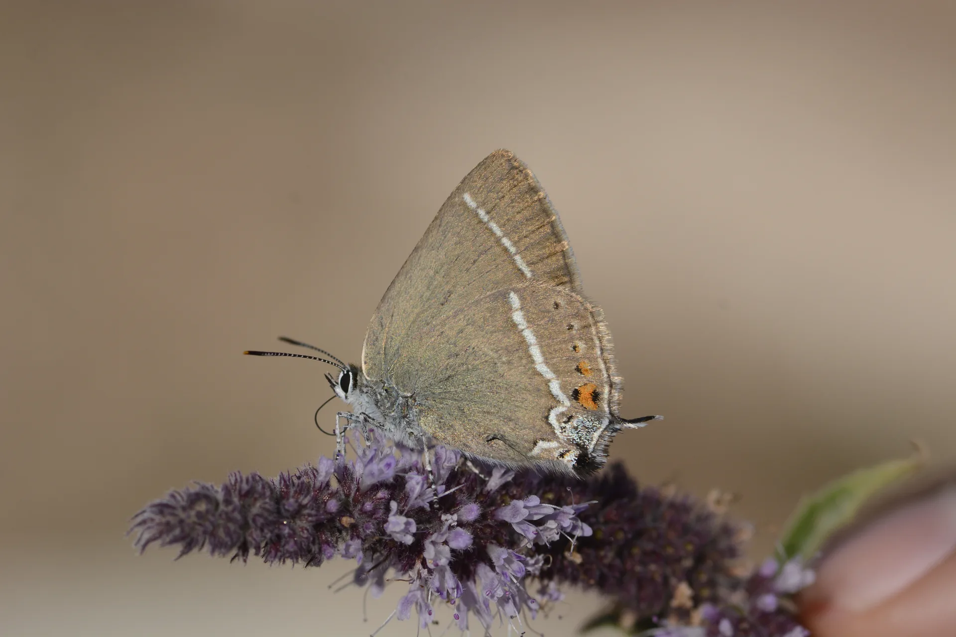 Satyrium spini (GÃ¼zel Sevbeni) butterfly photo