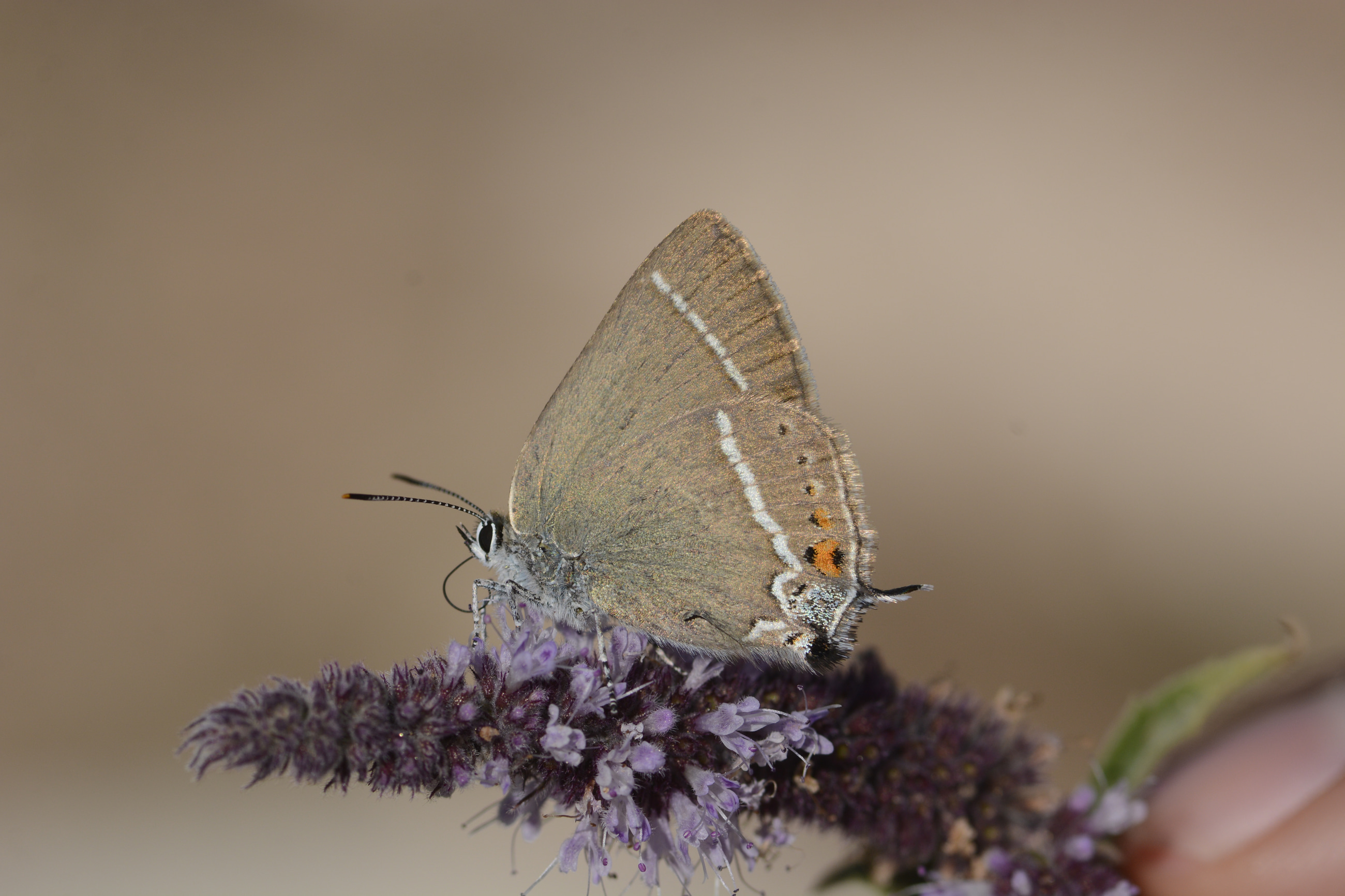Satyrium spini (Güzel Sevbeni) butterfly photo