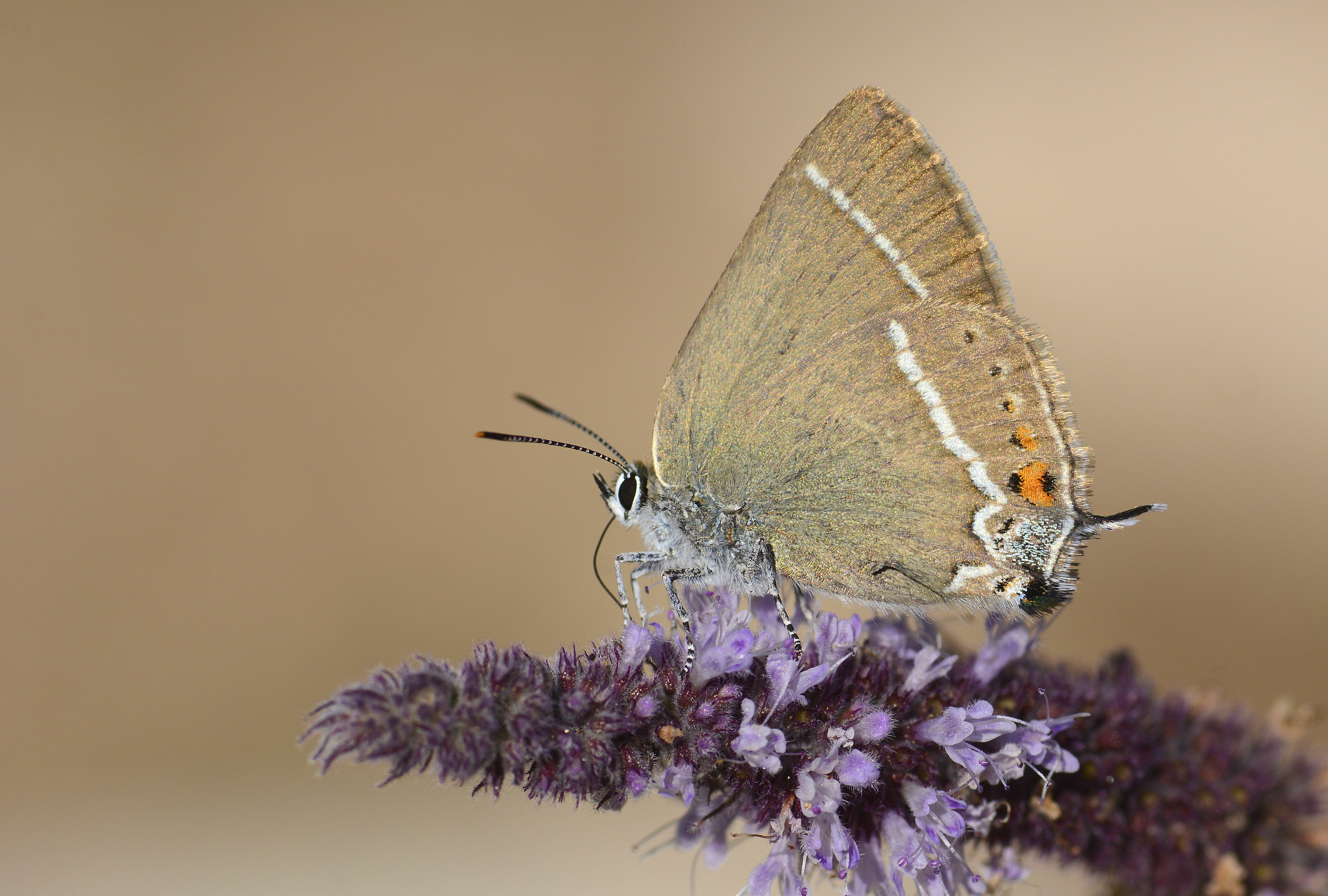 Satyrium spini (Güzel Sevbeni) butterfly photo