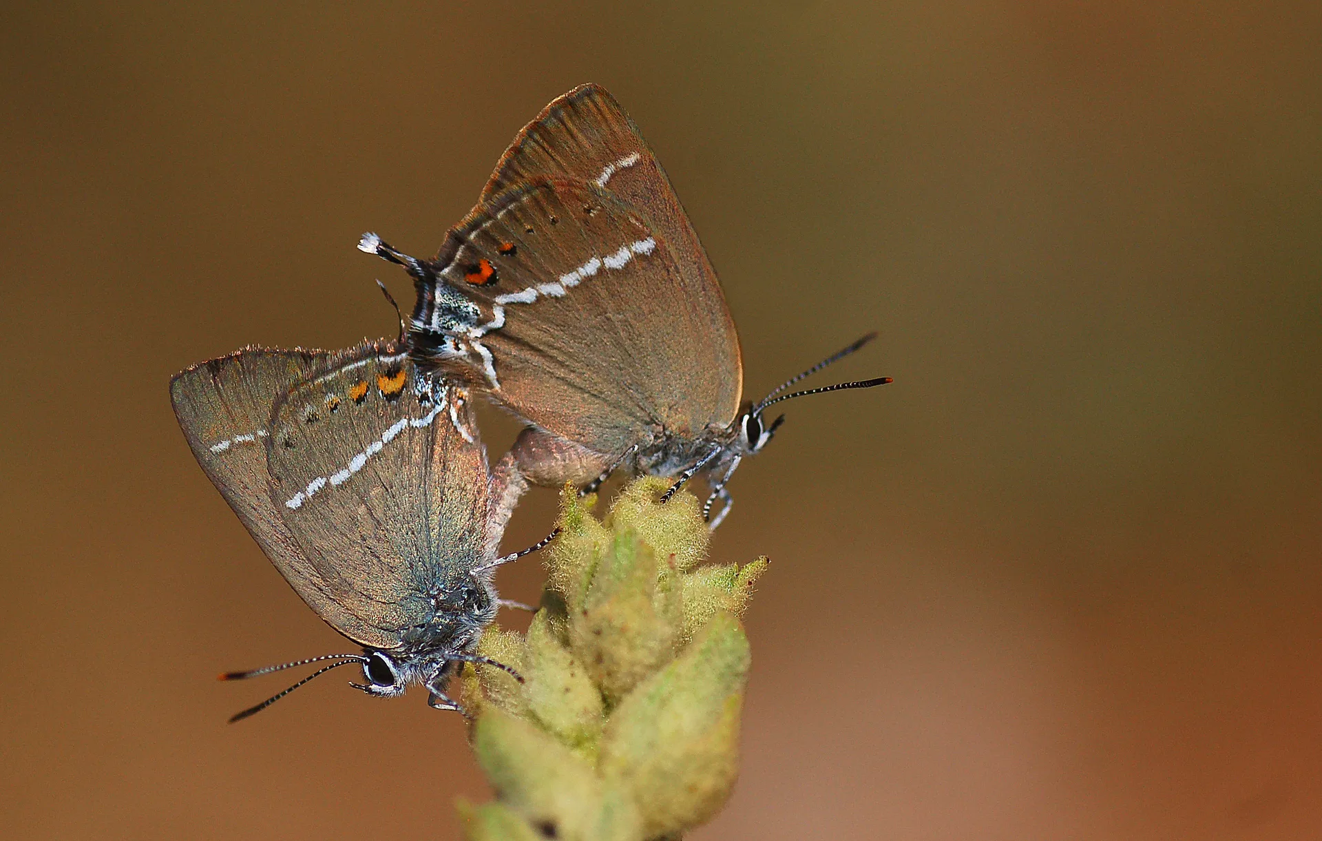 Satyrium spini (GÃ¼zel Sevbeni) butterfly photo