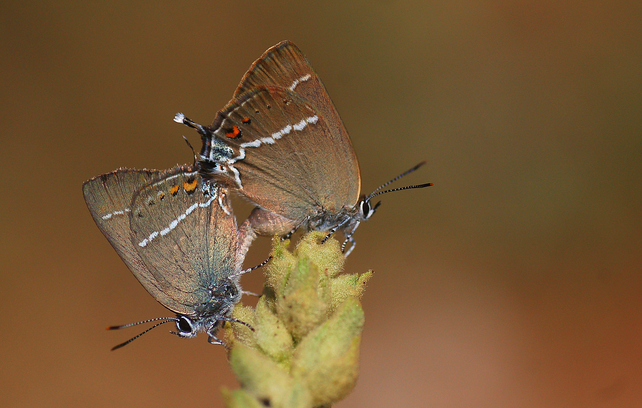 Satyrium spini (Güzel Sevbeni) butterfly photo