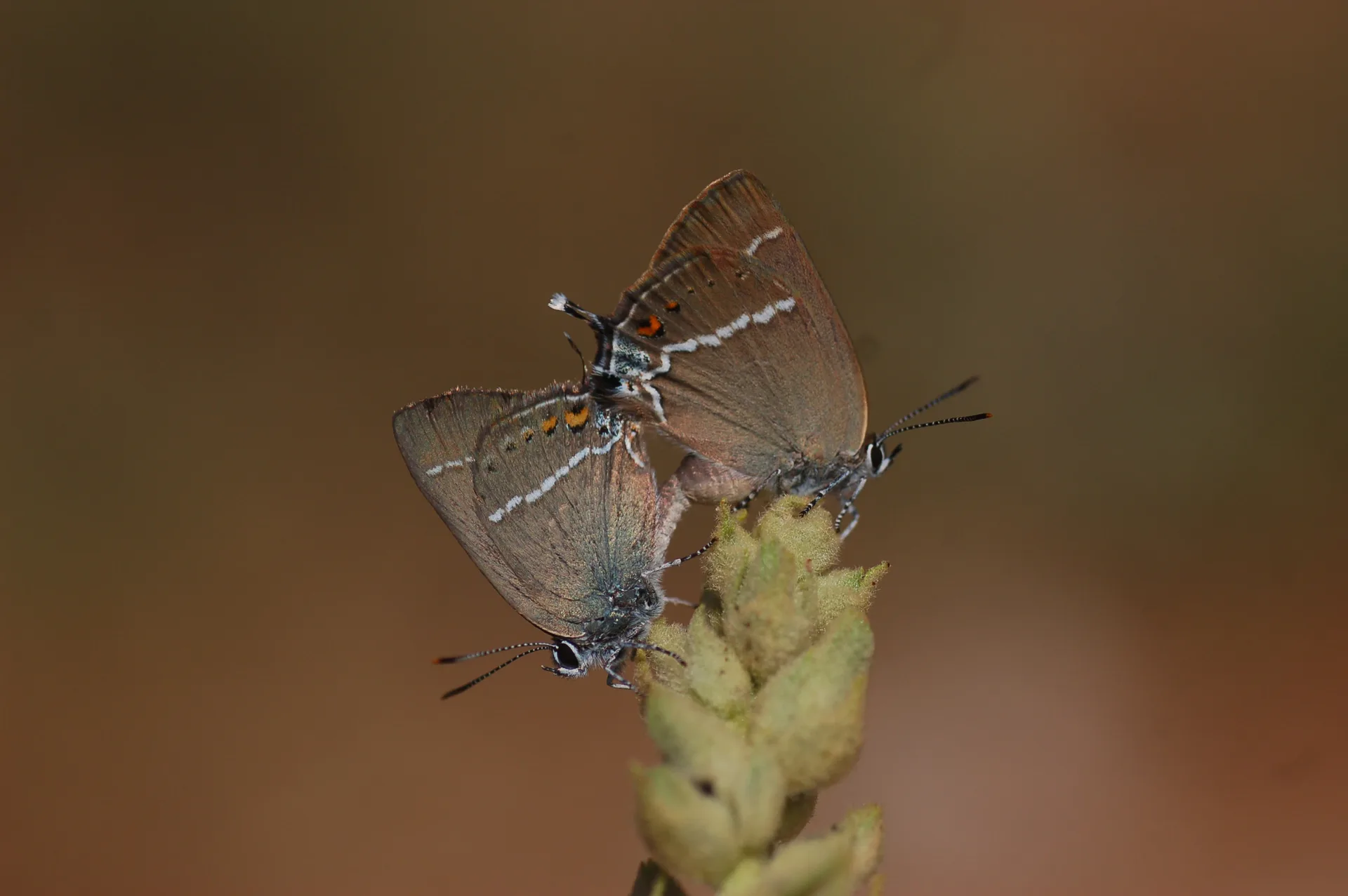 Satyrium spini (GÃ¼zel Sevbeni) butterfly photo