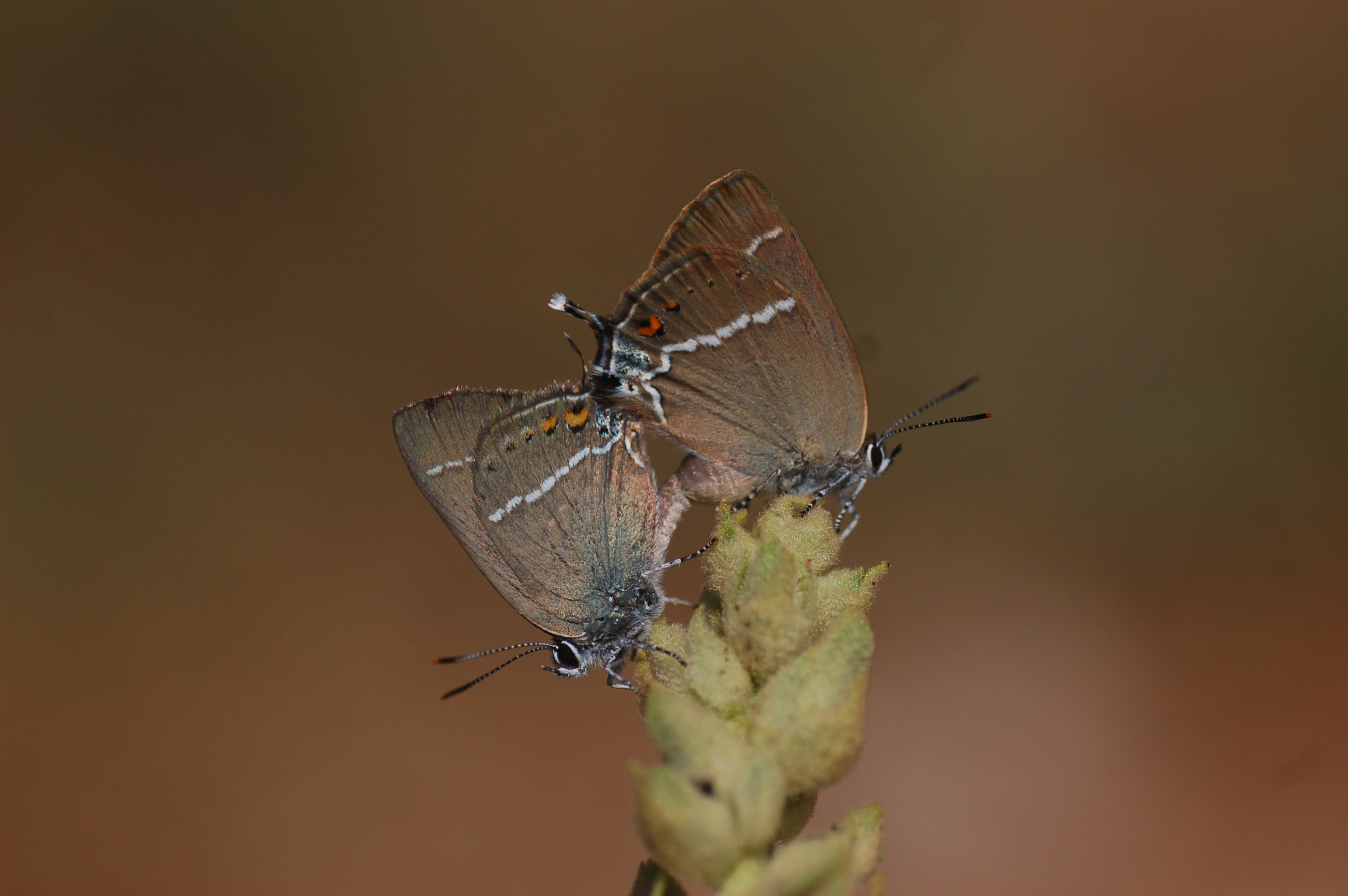 Satyrium spini (Güzel Sevbeni) butterfly photo
