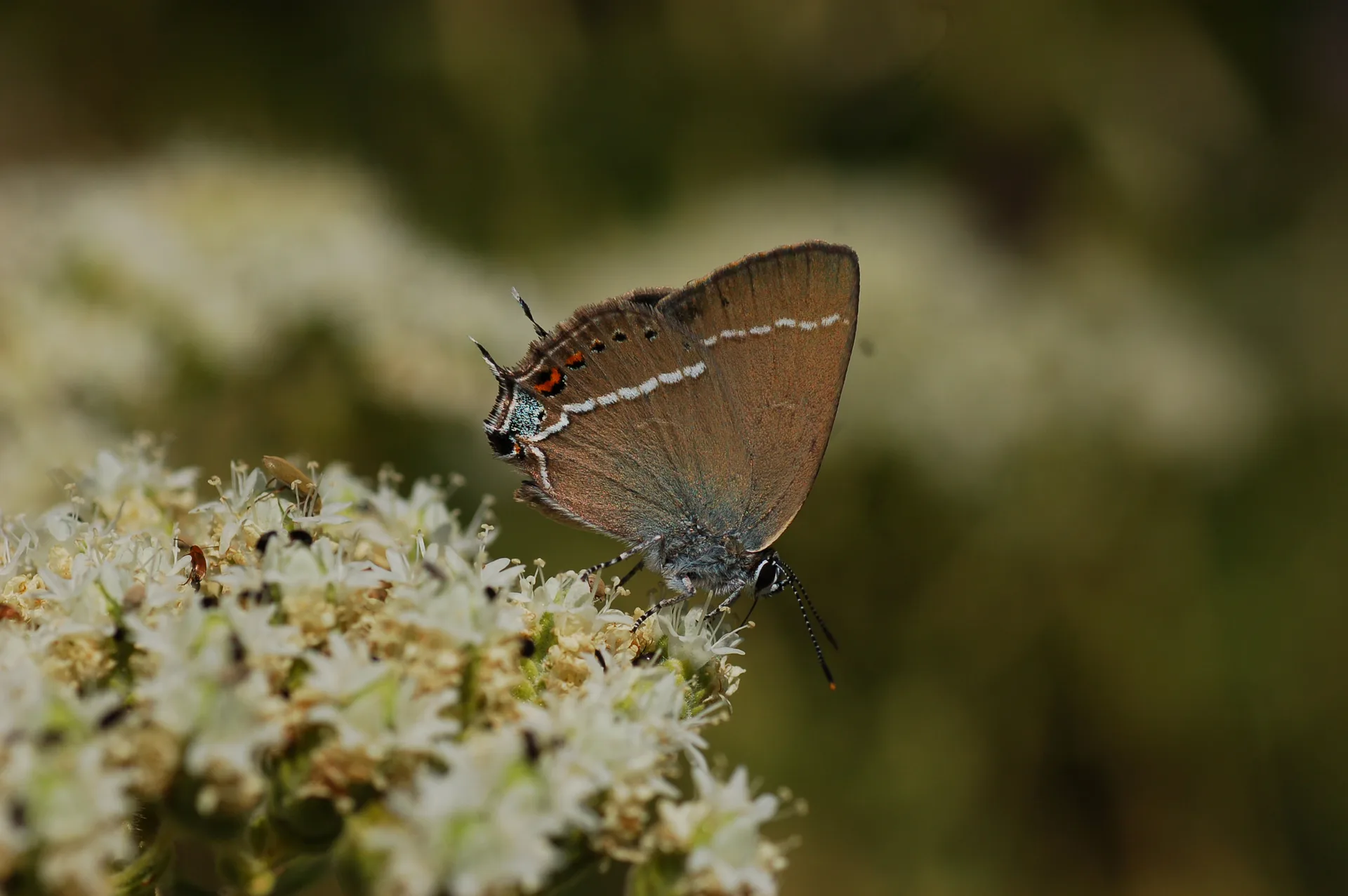 Satyrium spini (GÃ¼zel Sevbeni) butterfly photo