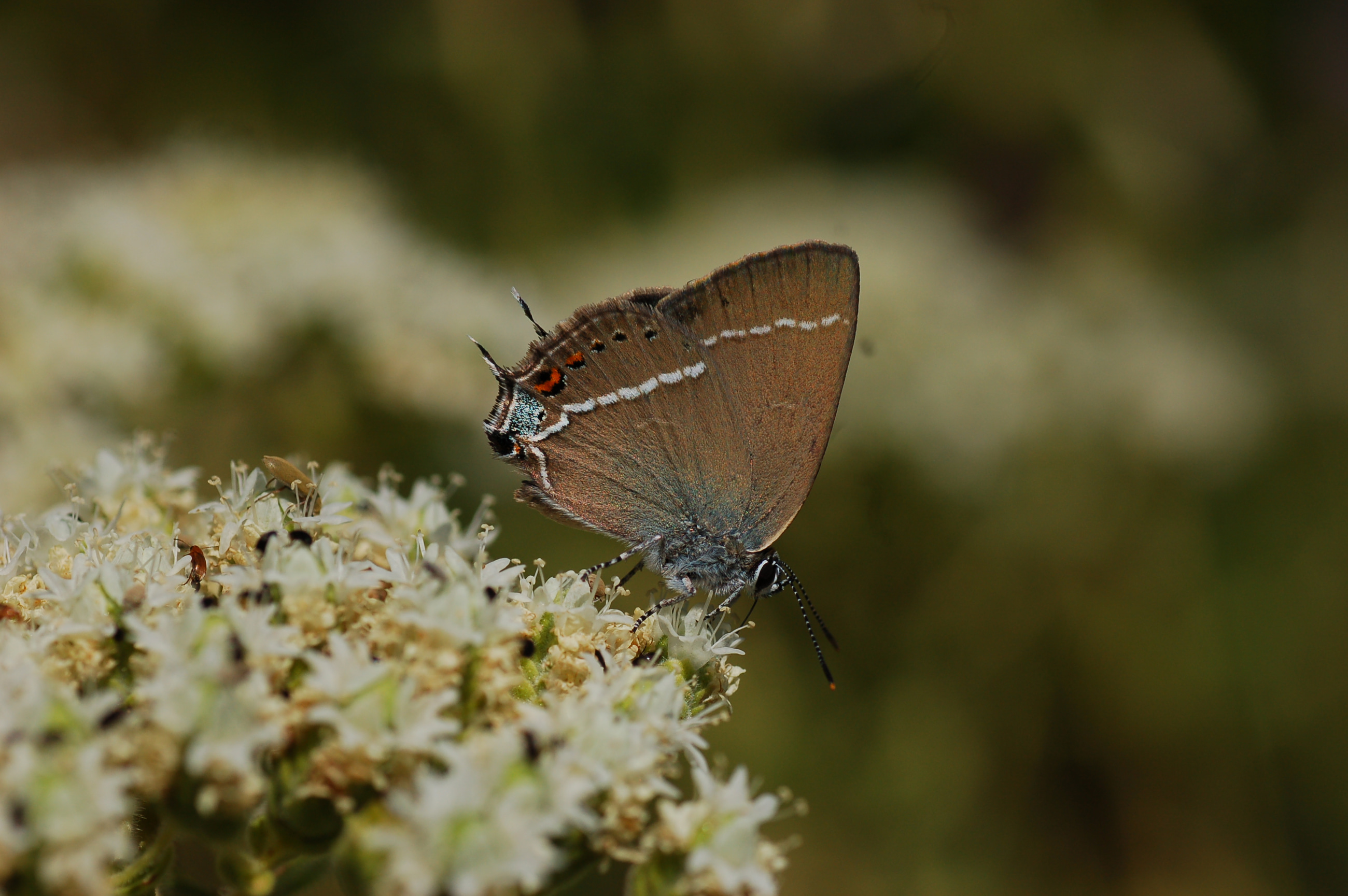 Satyrium spini (Güzel Sevbeni) butterfly photo