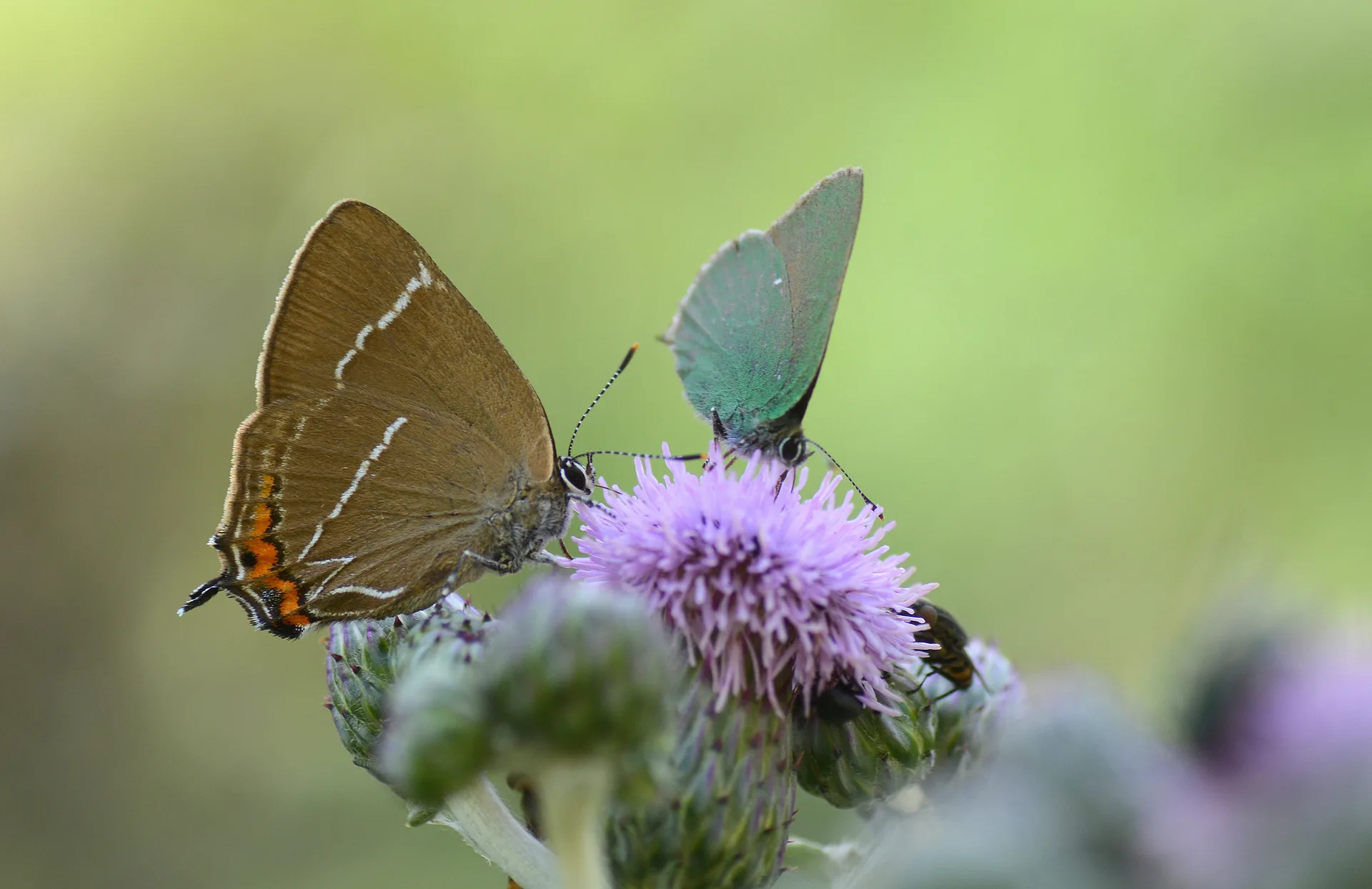 Satyrium w-album (Karaağaç Sevbenisi) butterfly photo