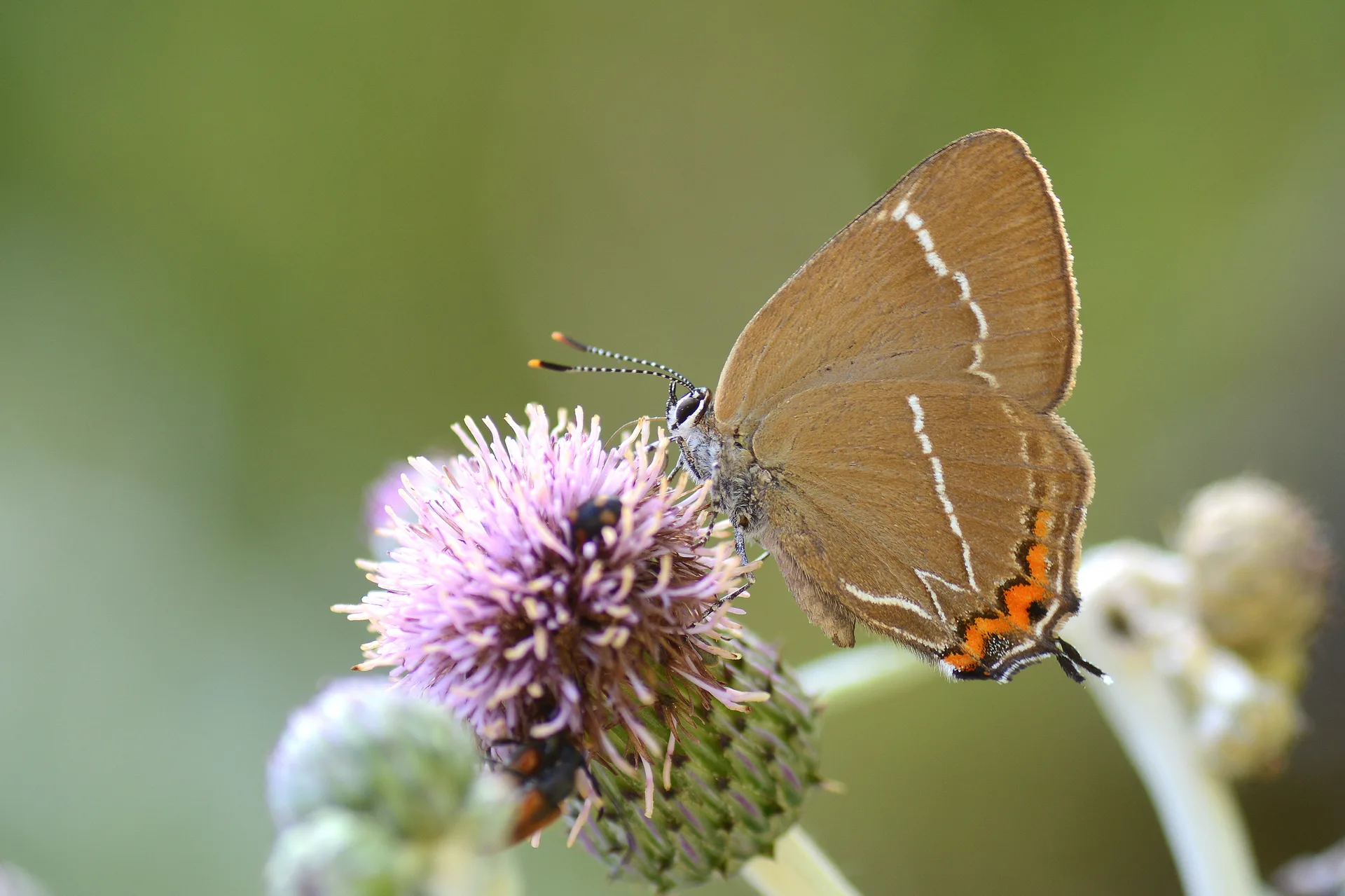 Satyrium w-album (KaraaÄŸaÃ§ Sevbenisi) butterfly photo