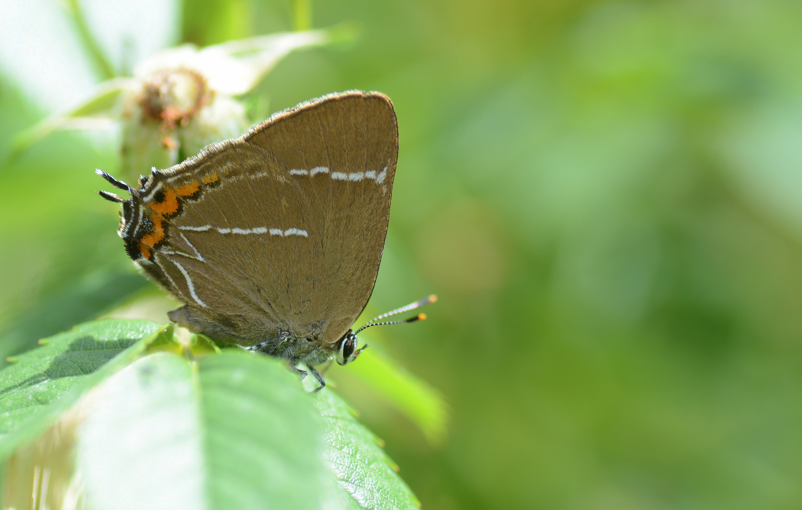 Satyrium w-album (Karaağaç Sevbenisi) butterfly photo